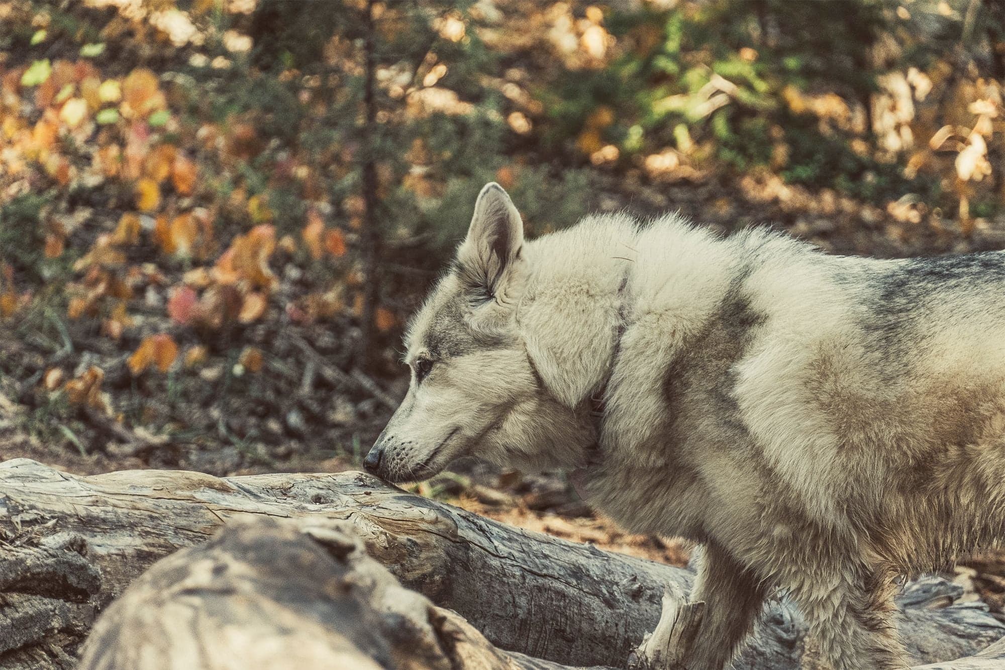 A gray and white wolfdog stands in profile, nose lowered to a weathered log with autumn foliage softly blurred behind.