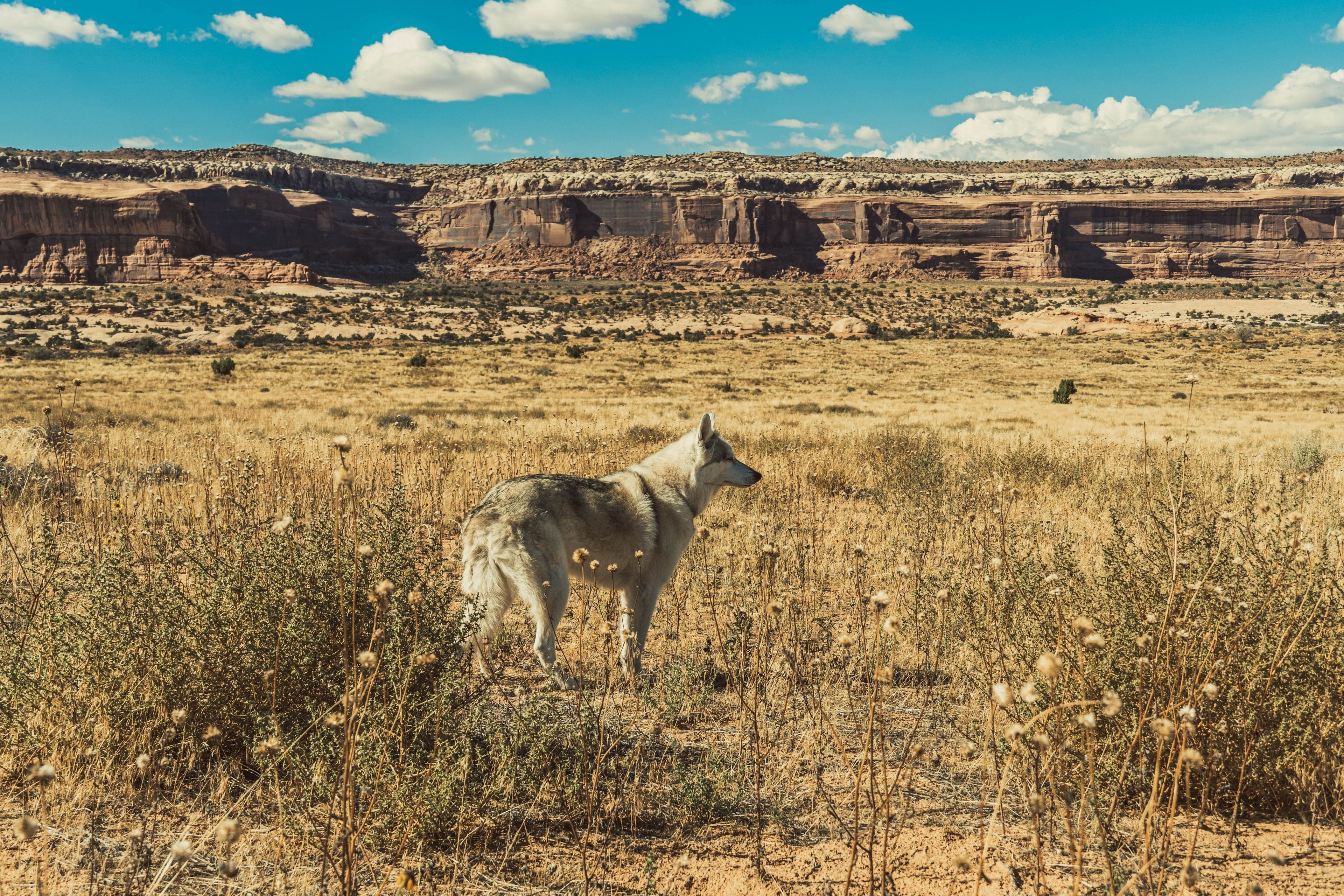 A gray wolfdog stands alone in sparse dry scrub with broad Utah mesa cliffs rising behind under a cloud-dotted sky.