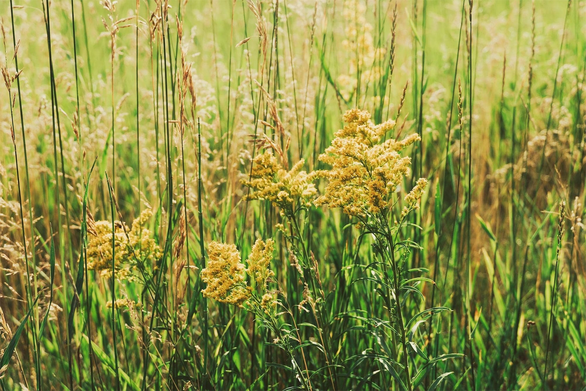 Pale yellow goldenrod clusters and tall grass stalks fill the frame in a sunlit late-summer field.