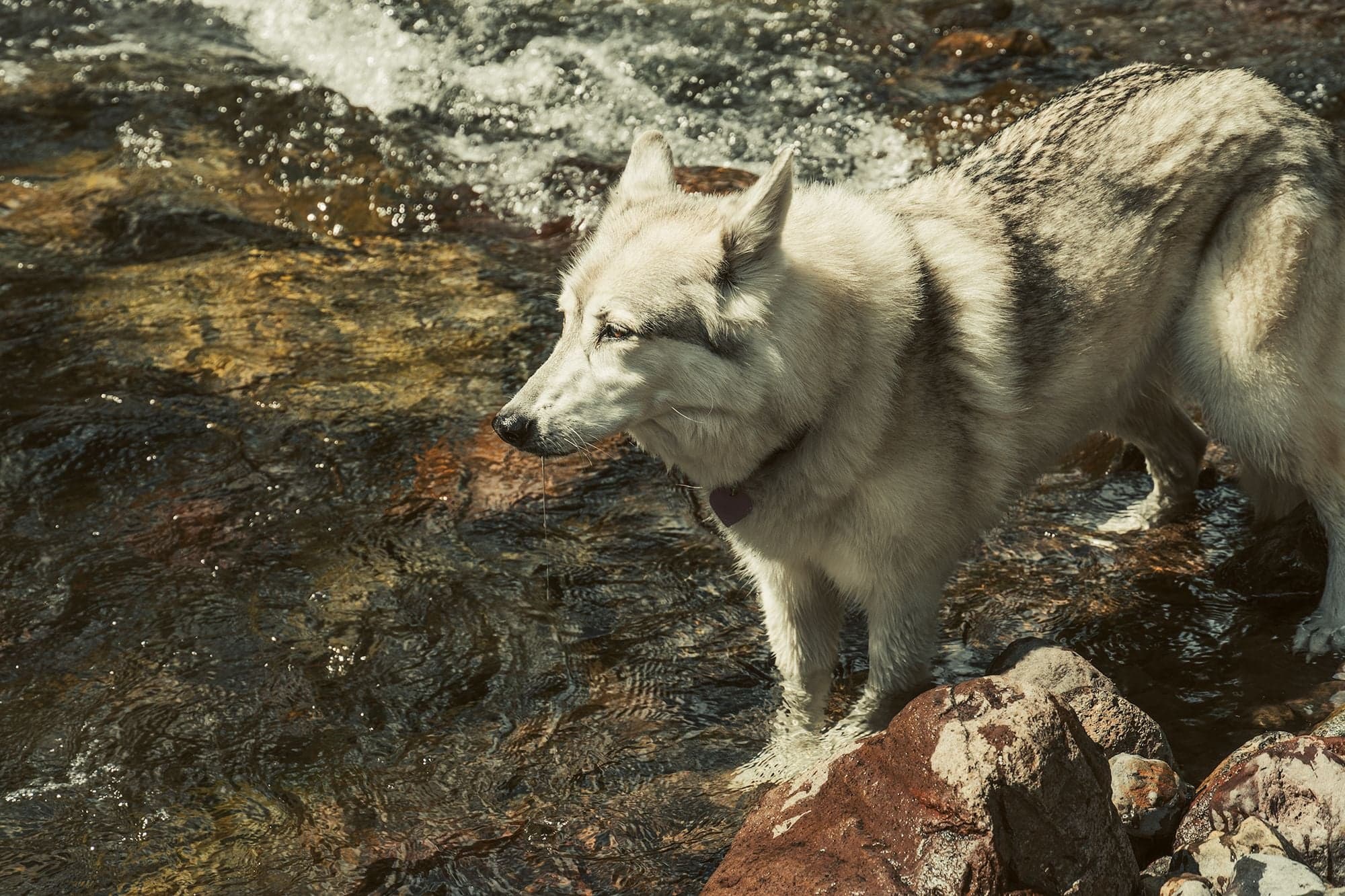 A gray wolfdog stands mid-stream in a fast rocky creek in bright sunlight, squinting against the light.