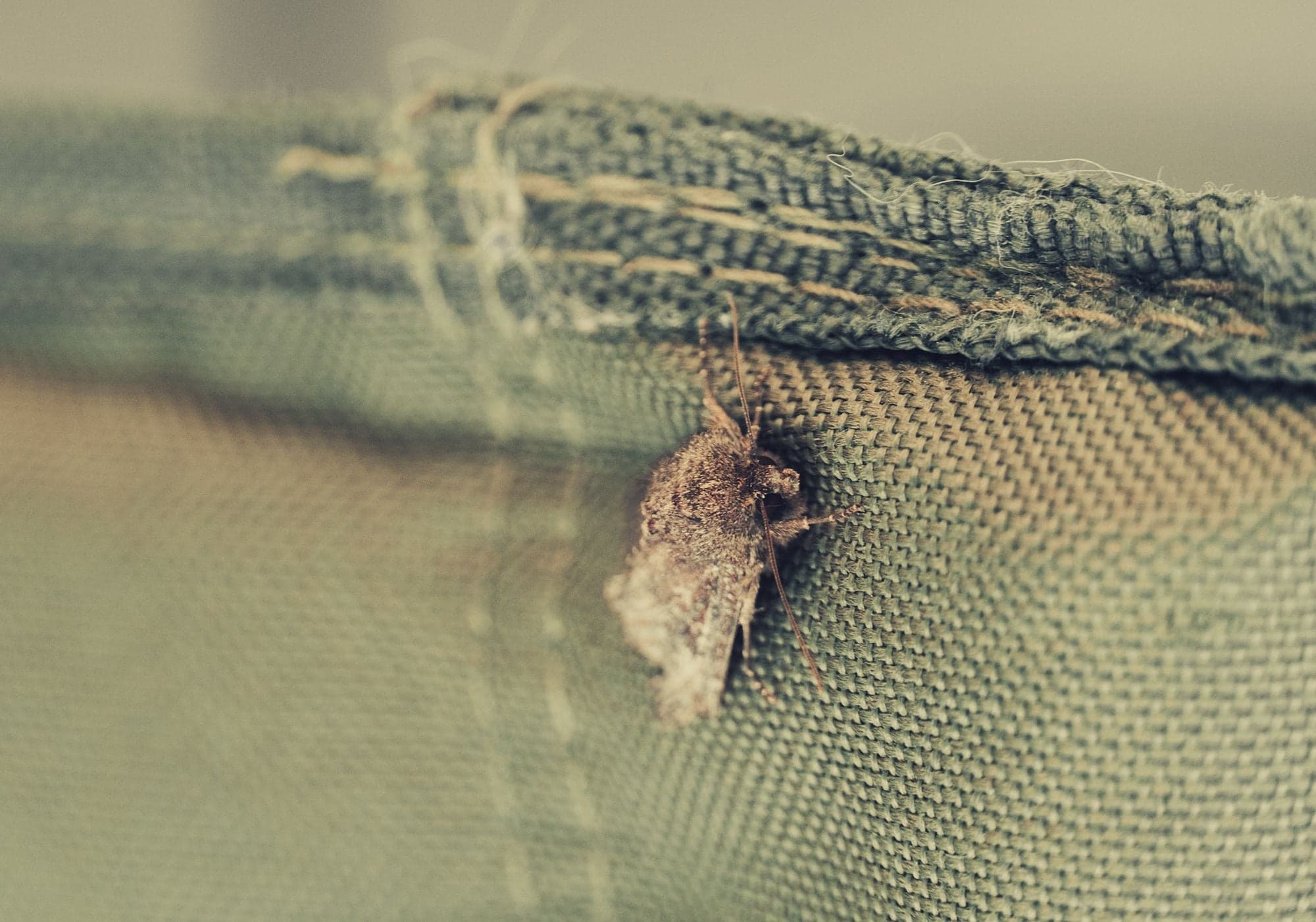 A small brown moth clings to the fraying edge of green canvas fabric against a soft gray background.
