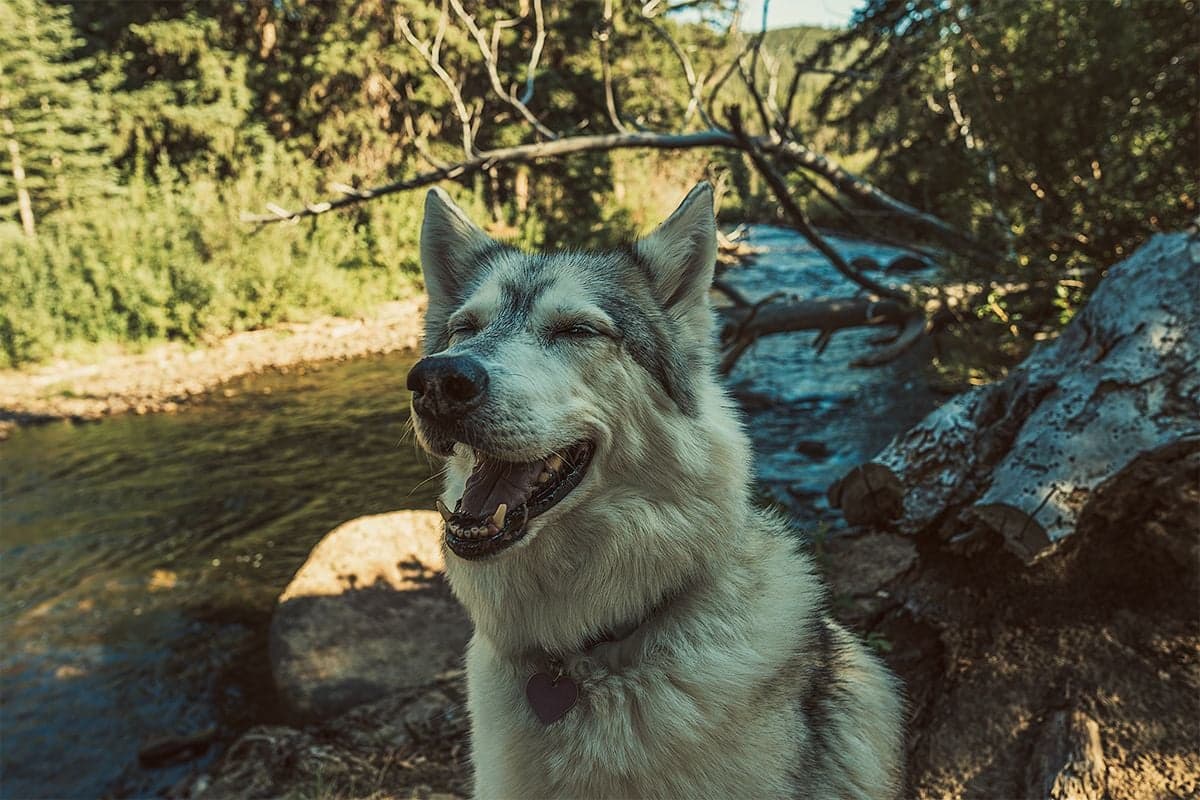 A gray wolfdog sits by a forest creek with eyes squinted shut and mouth open in a wide panting grin.