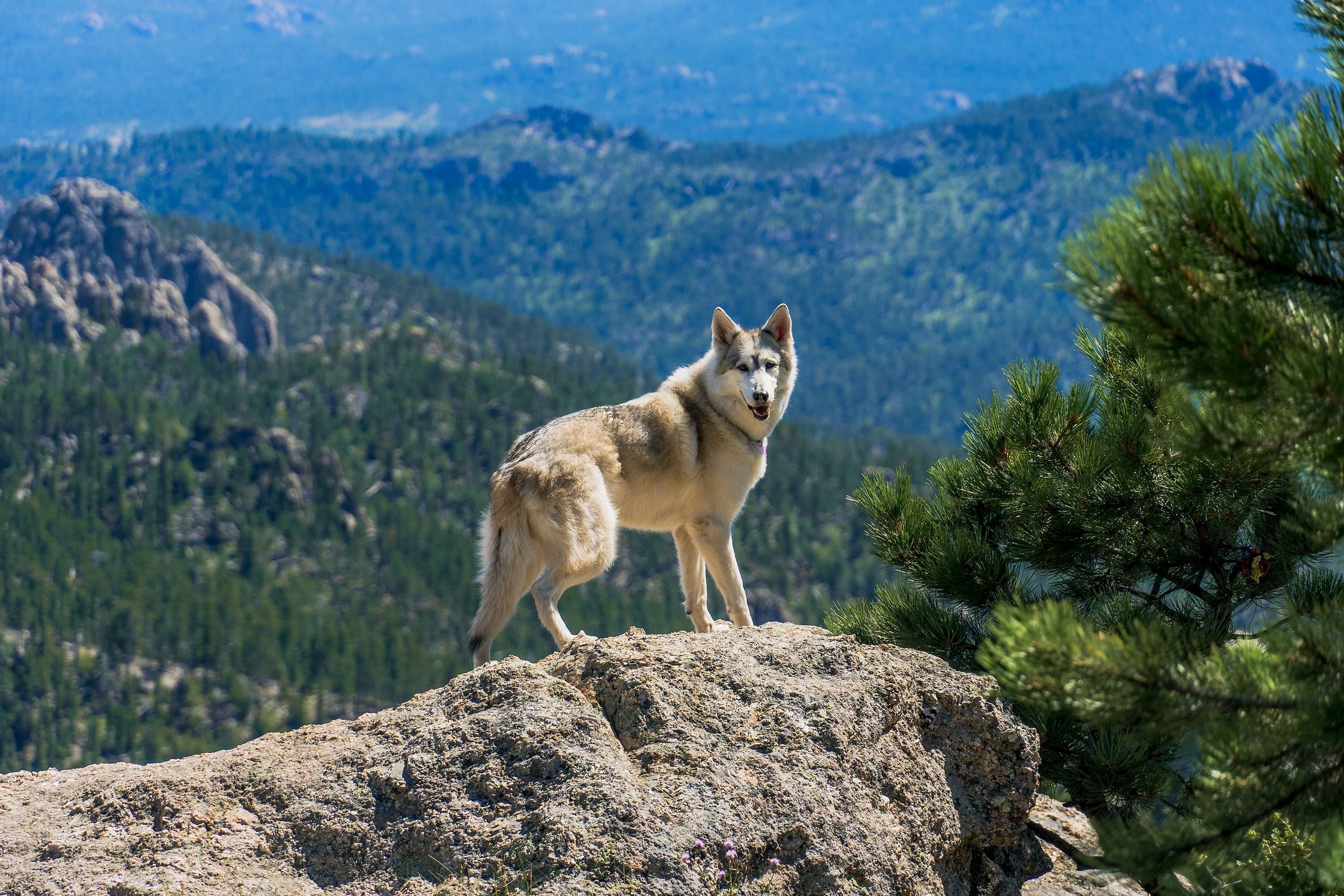 A gray wolfdog stands on a granite boulder at Black Elk Peak with an expansive panorama of the forested Black Hills below.