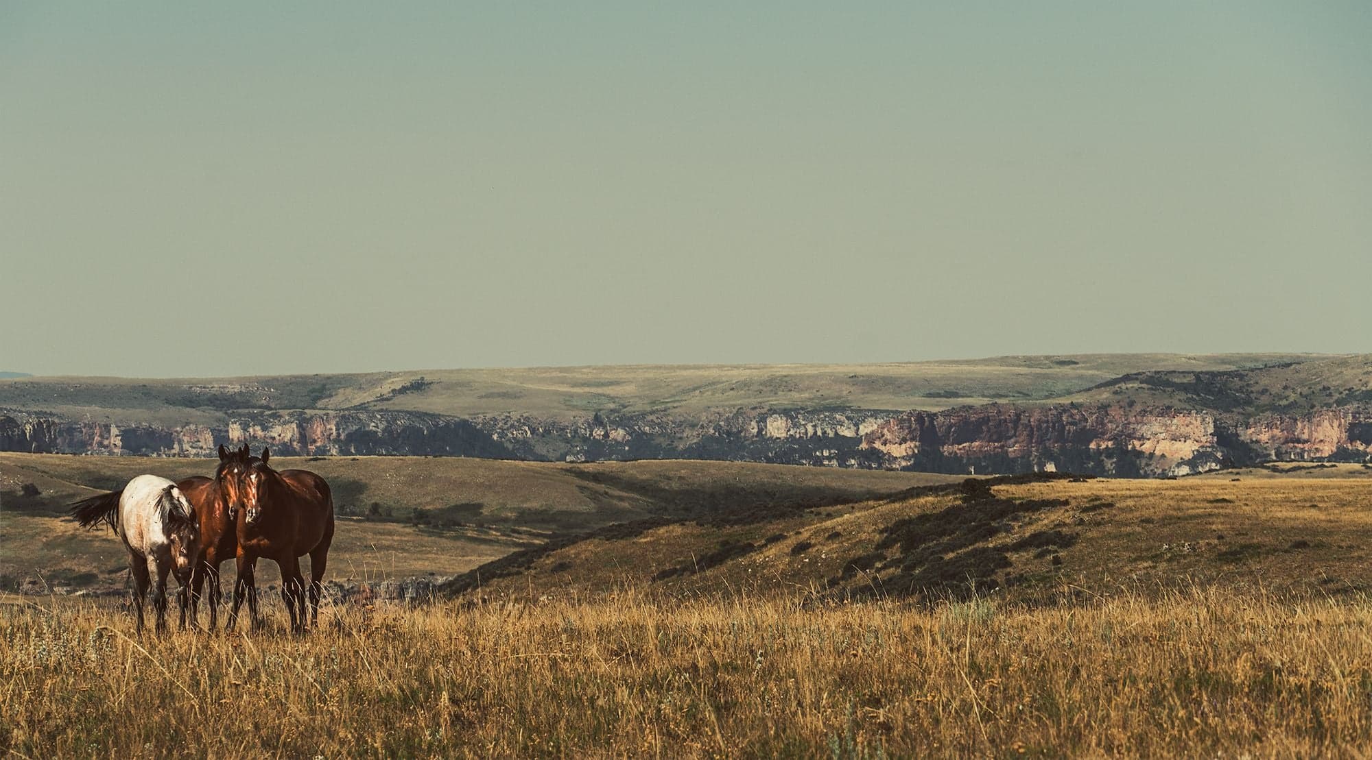 Two horses, one brown and one pinto, stand together in a vast golden grassland with distant layered canyon cliffs.
