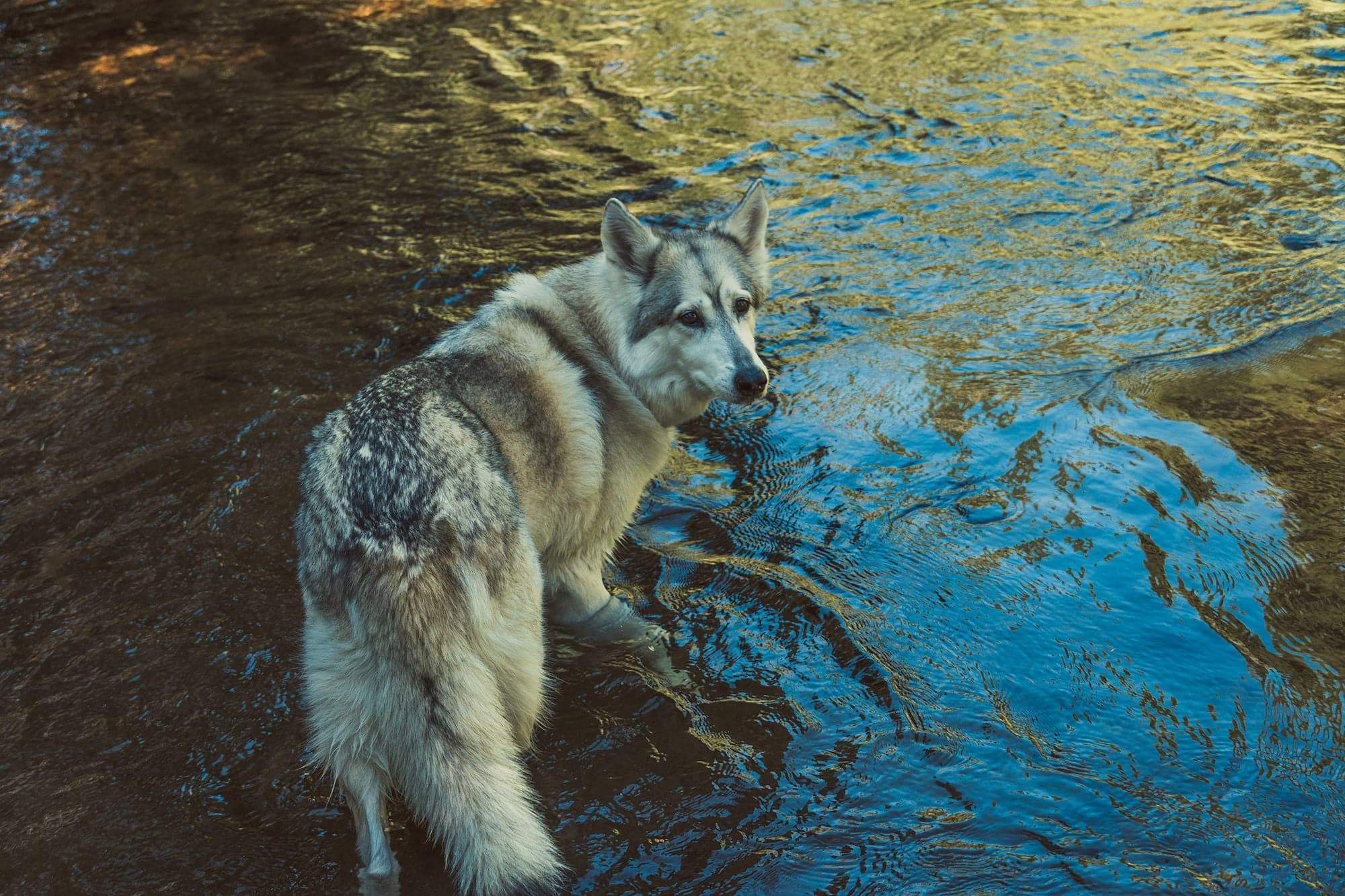 A gray wolfdog stands in a shallow river with sunlit blue and gold water rippling around its legs.