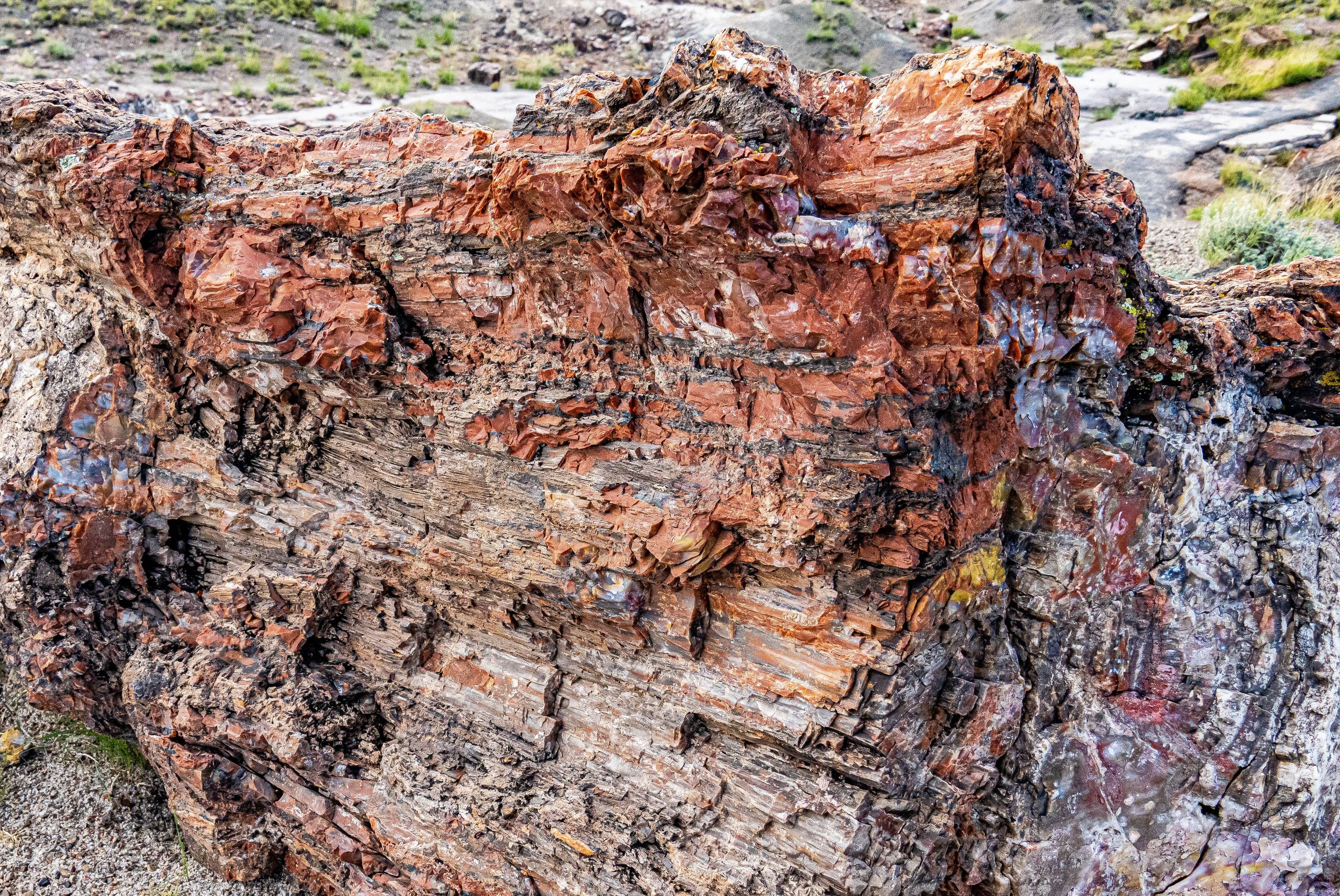 The weathered face of a petrified log displays dramatic bands of red, orange, brown, and grey mineral deposits.