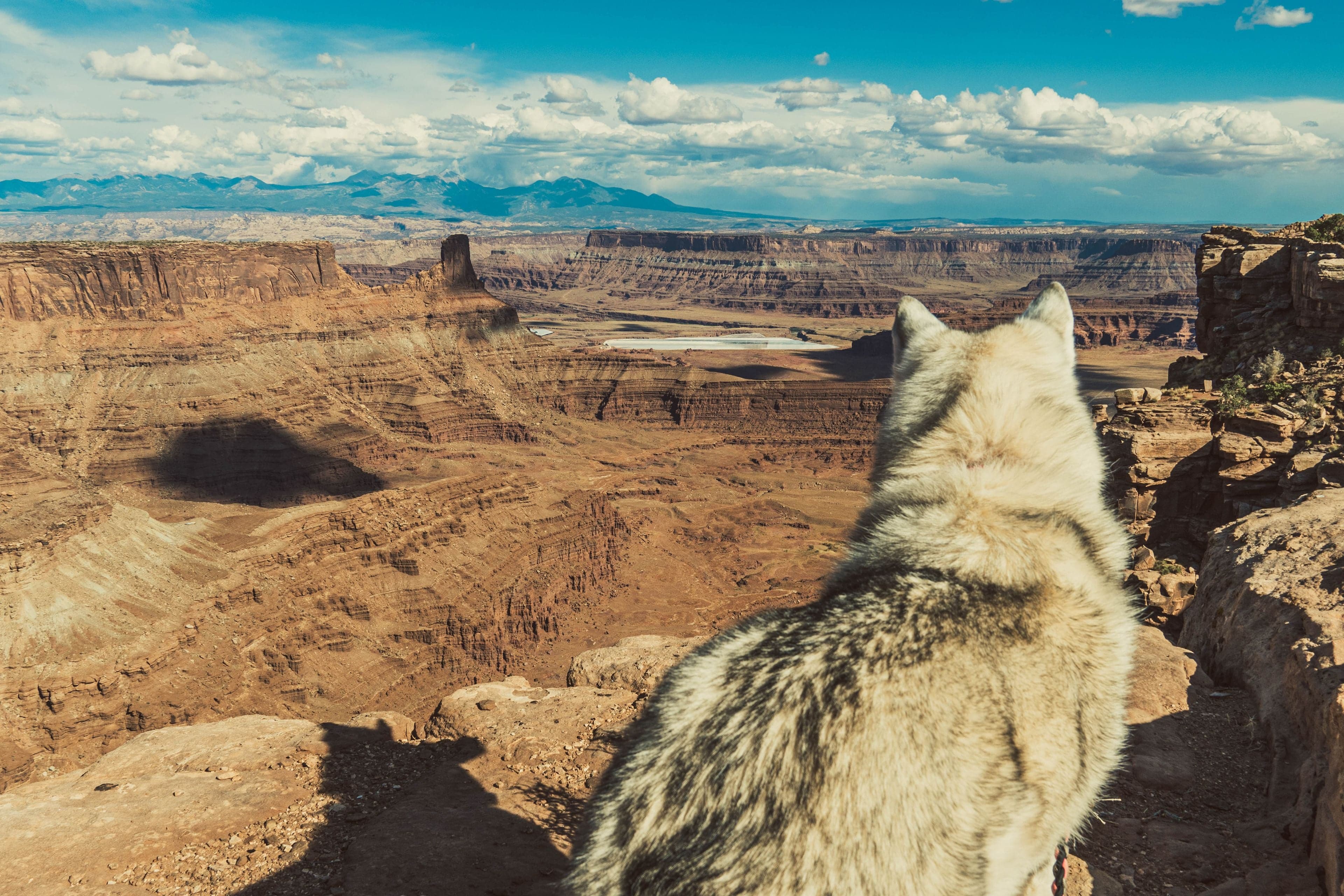 A gray wolfdog sits with its back to the camera on the red sandstone rim at Dead Horse Point, overlooking a vast canyon and distant mountains.