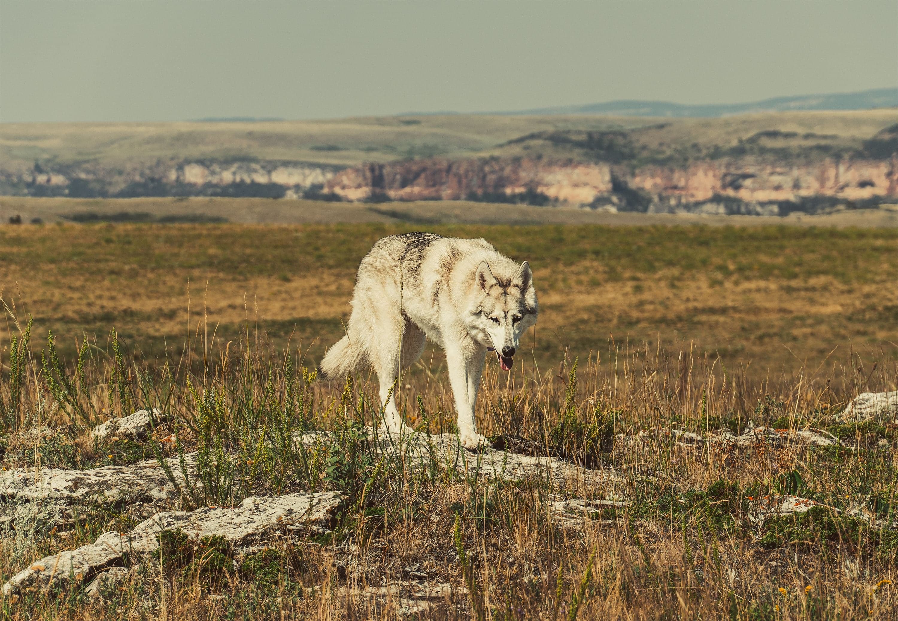A gray wolfdog walks across a high-plains rocky ledge with golden grassland and distant canyon cliffs to the horizon.