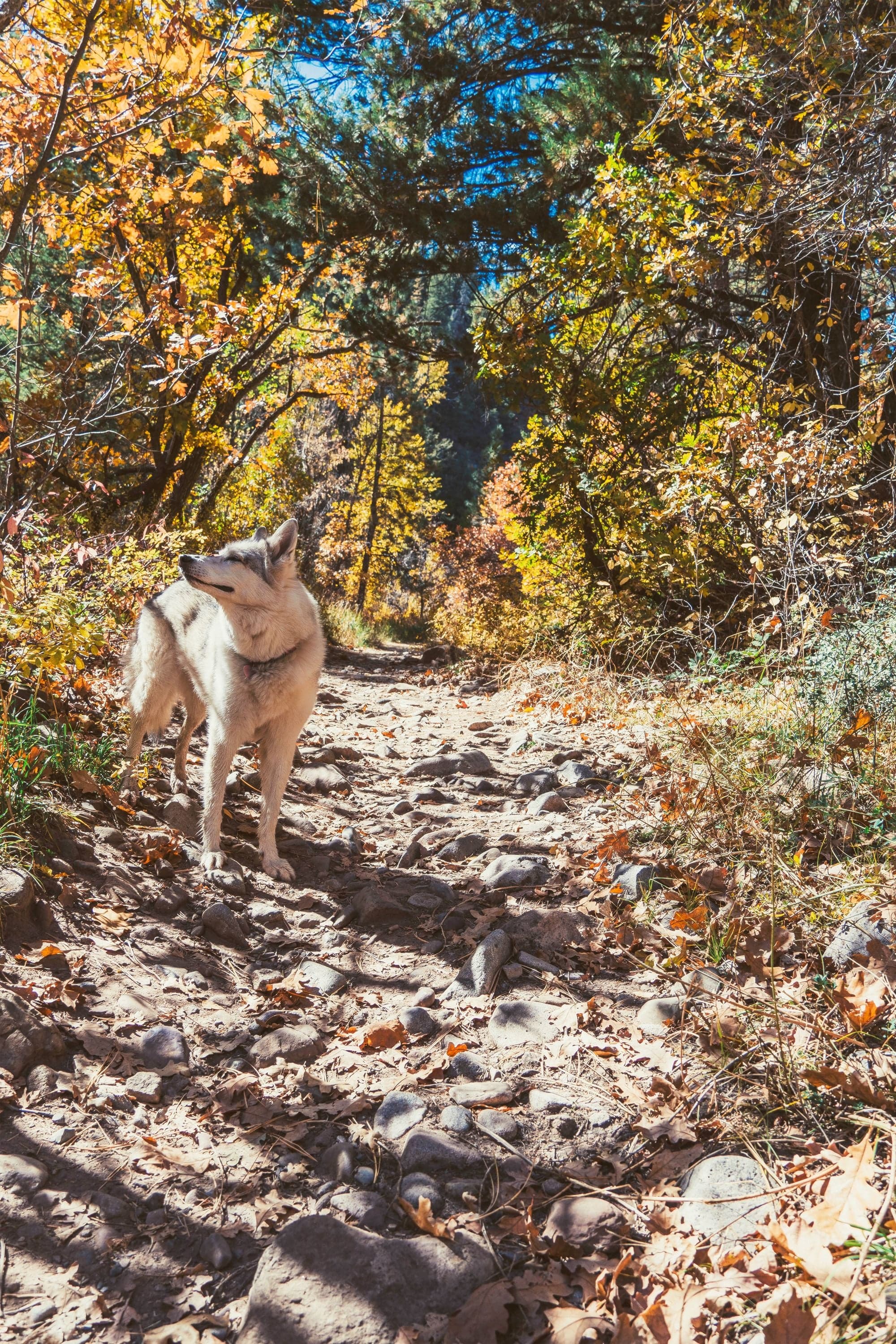 A gray wolfdog walks up a rocky autumn trail under a canopy of orange and red leaves near Durango.