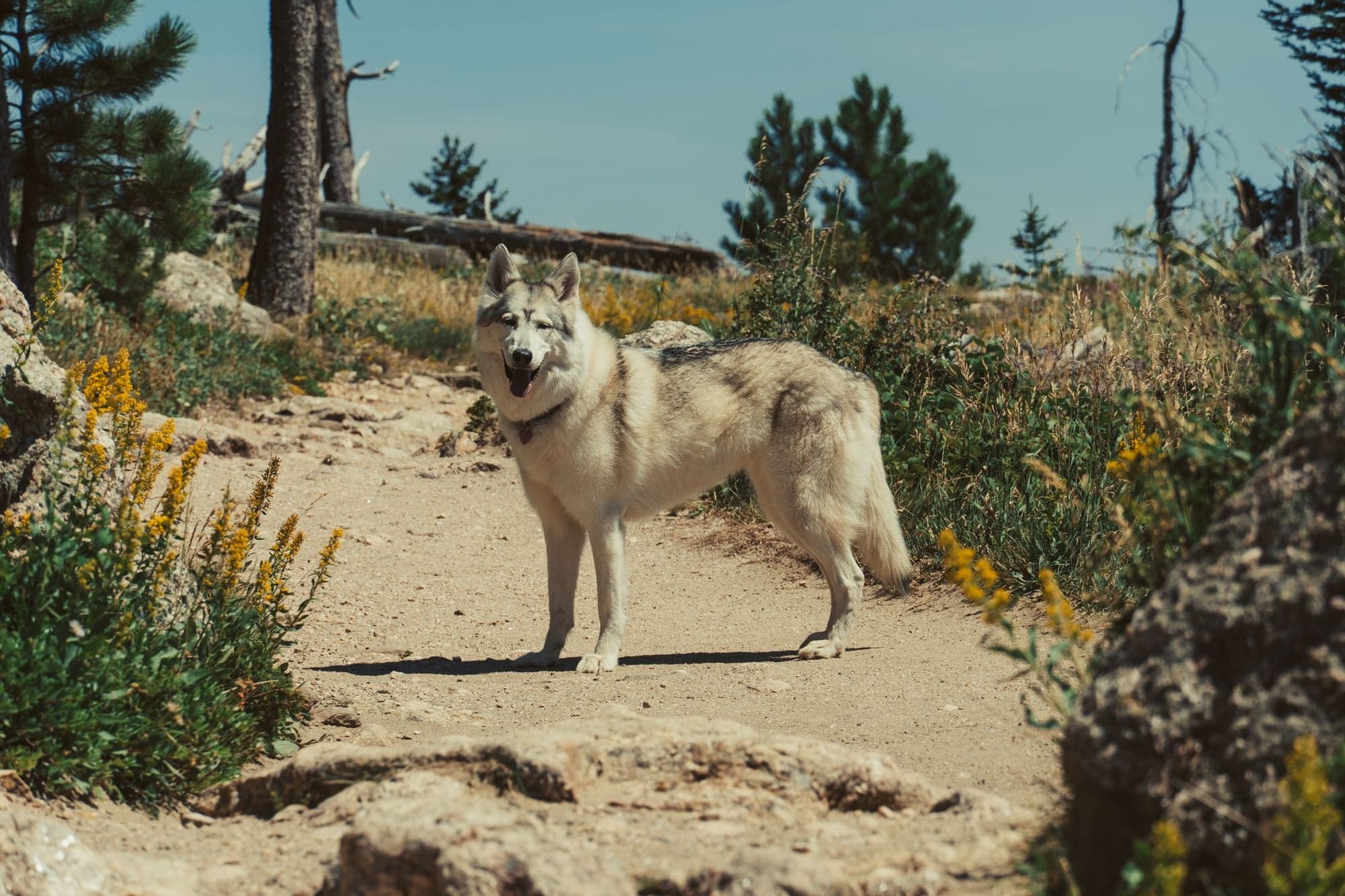 A gray wolfdog stands confidently on a dirt trail surrounded by yellow wildflowers, rocks, and conifer trees under a blue sky.