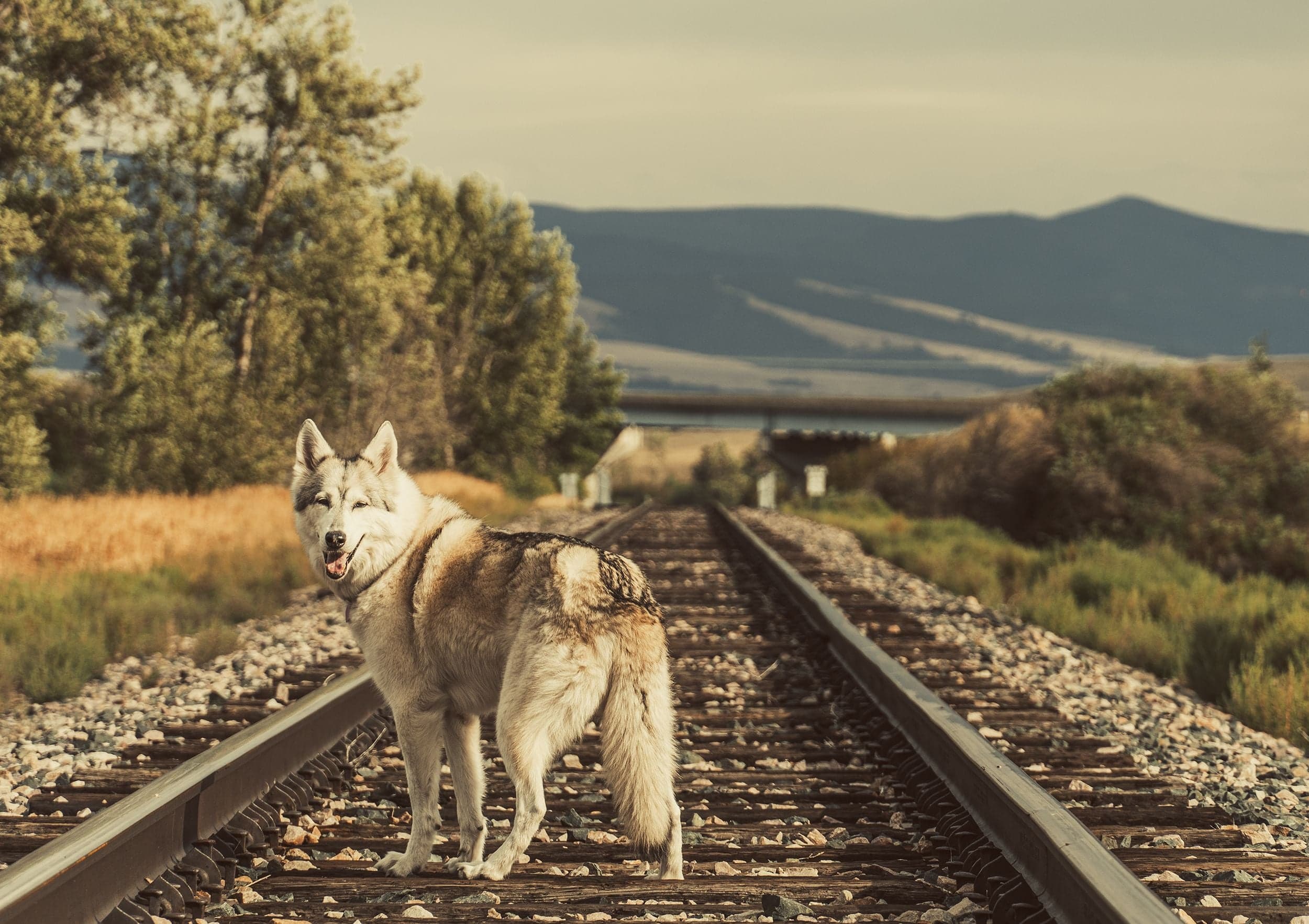A gray wolfdog stands on railroad tracks in warm golden light with a trestle bridge and mountain silhouette behind.
