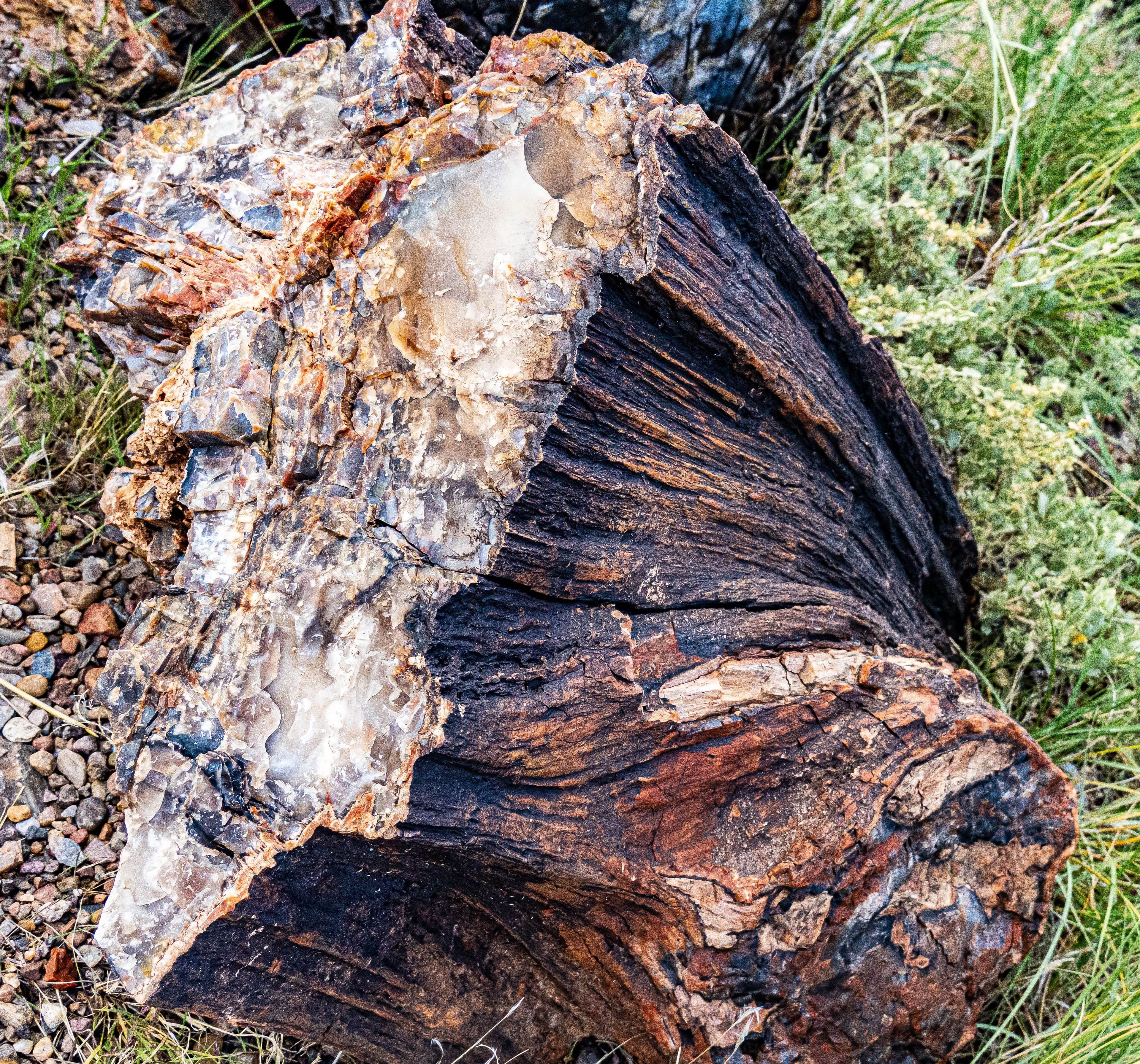 A close-up of a petrified log cross-section, dark fossil wood grain radiating from a white crystalline quartz core.