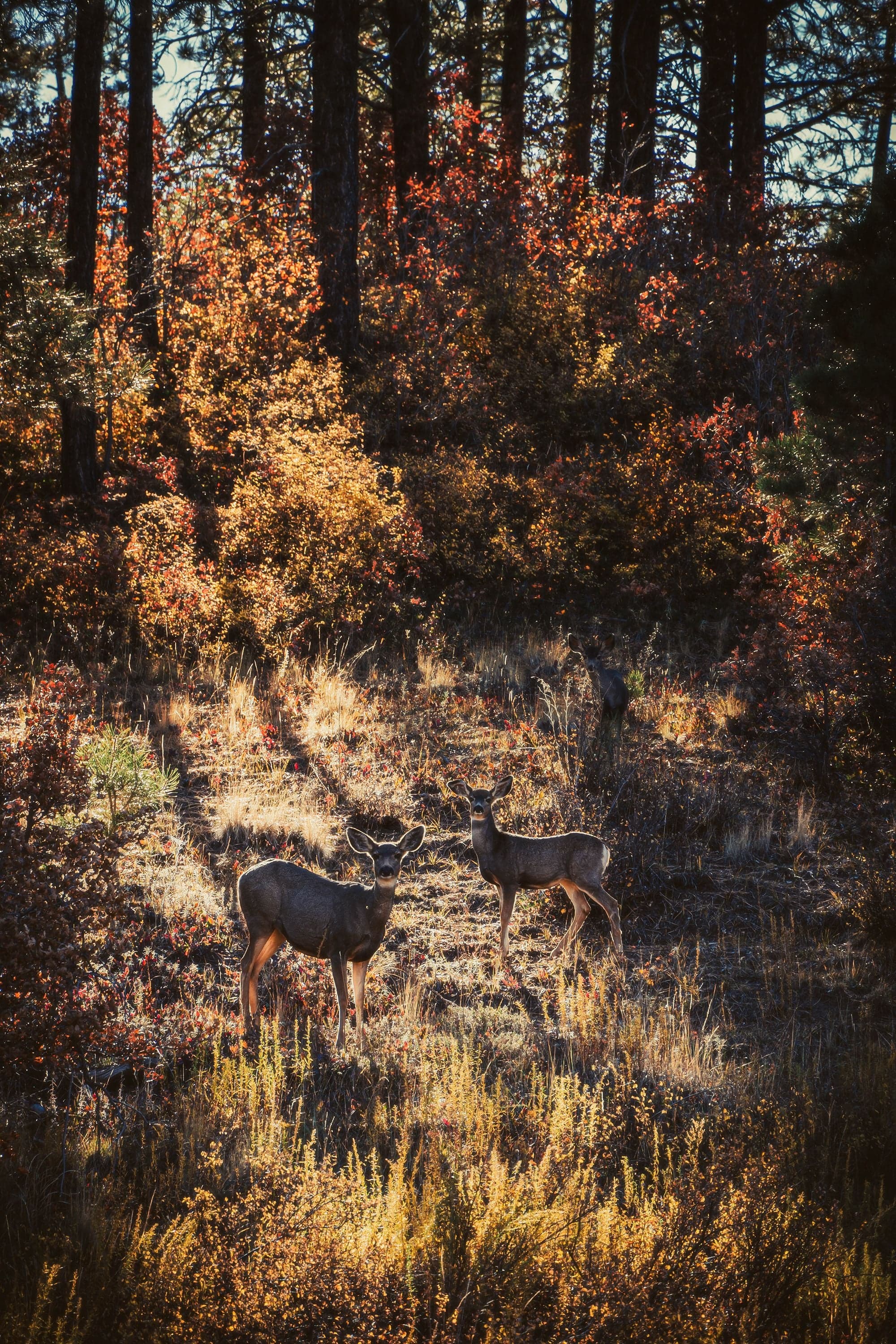 Two mule deer face the camera among golden-red autumn brush and tree trunks, lit by warm backlight through the forest.