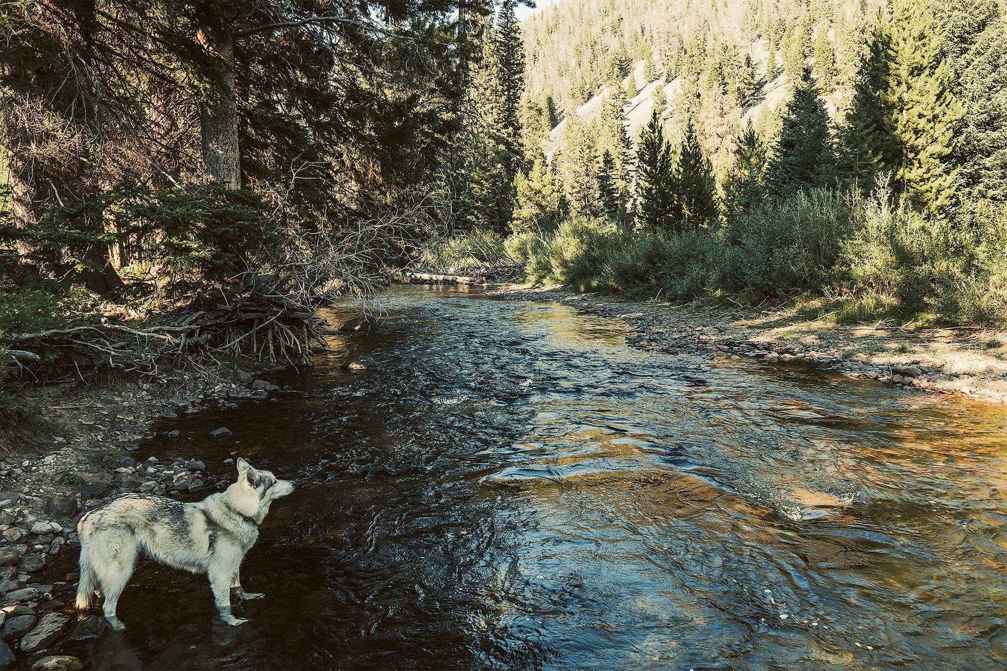 A gray wolfdog stands at the edge of a clear mountain stream with conifer forest and a snow-dusted hillside upstream.