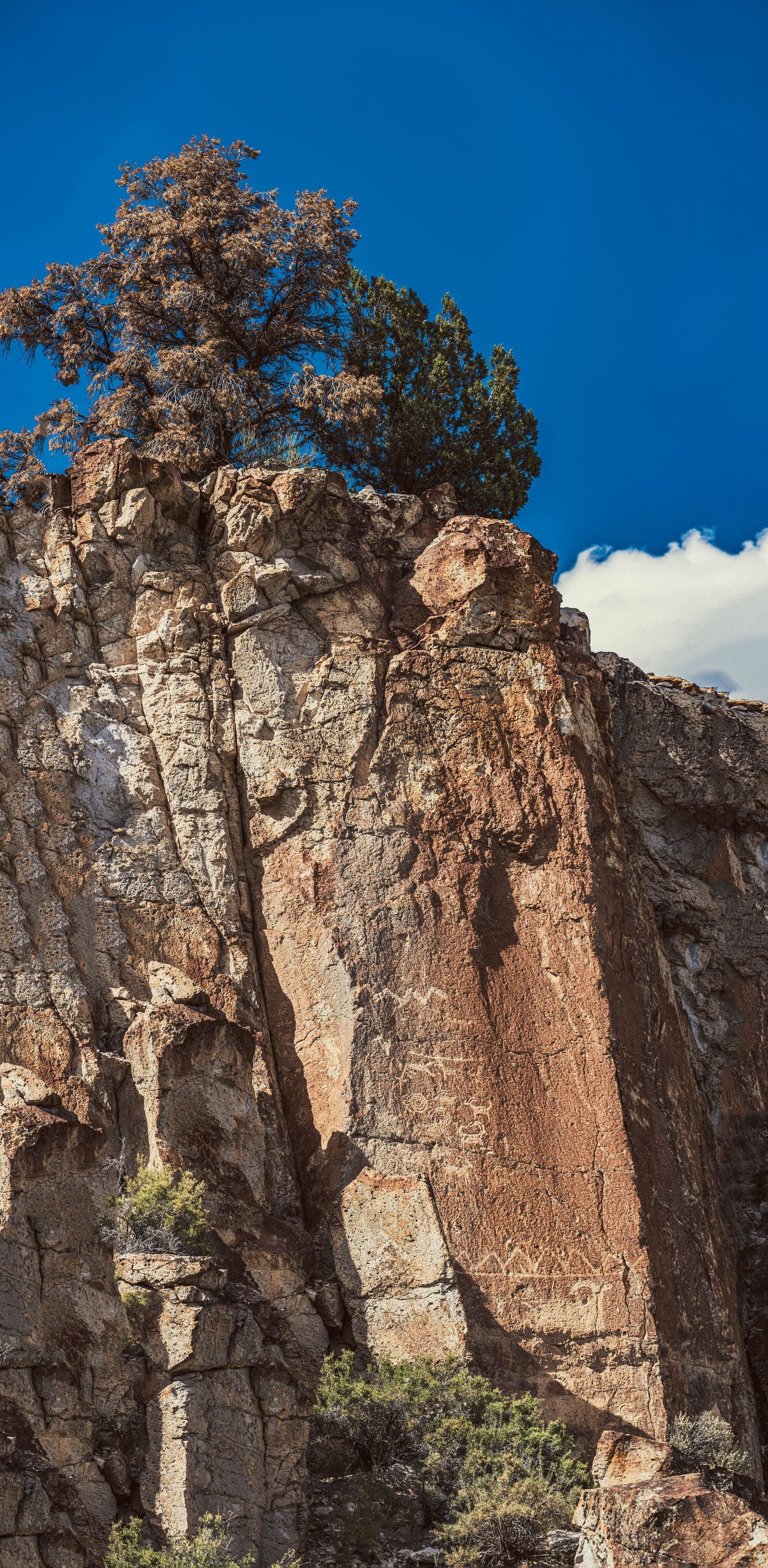A tall sandstone pillar bearing faint Fremont petroglyphs stands beneath a twisted juniper against a bright blue sky.