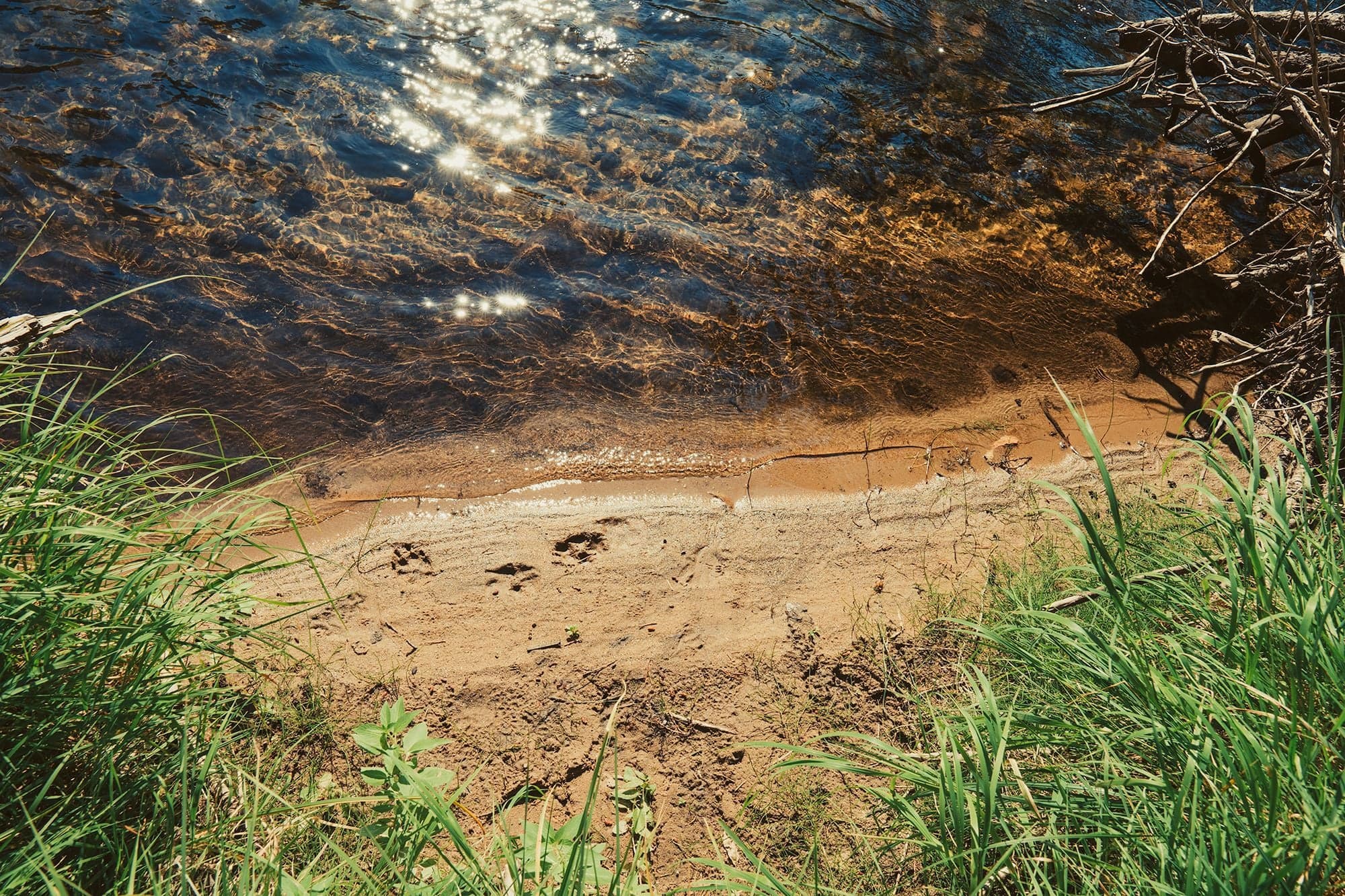 A close-up of a muddy sandy riverbank showing dog paw prints and shallow water glinting in sunlight, green grass at the edge.