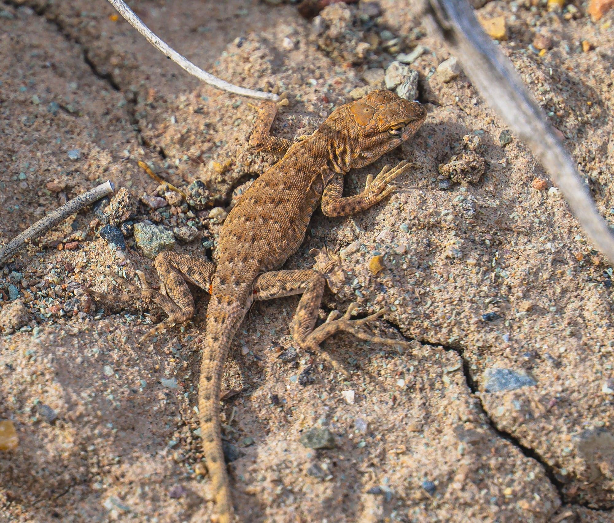 A small brown lizard rests on cracked sandy desert ground with pebbles and dry grass stems nearby.