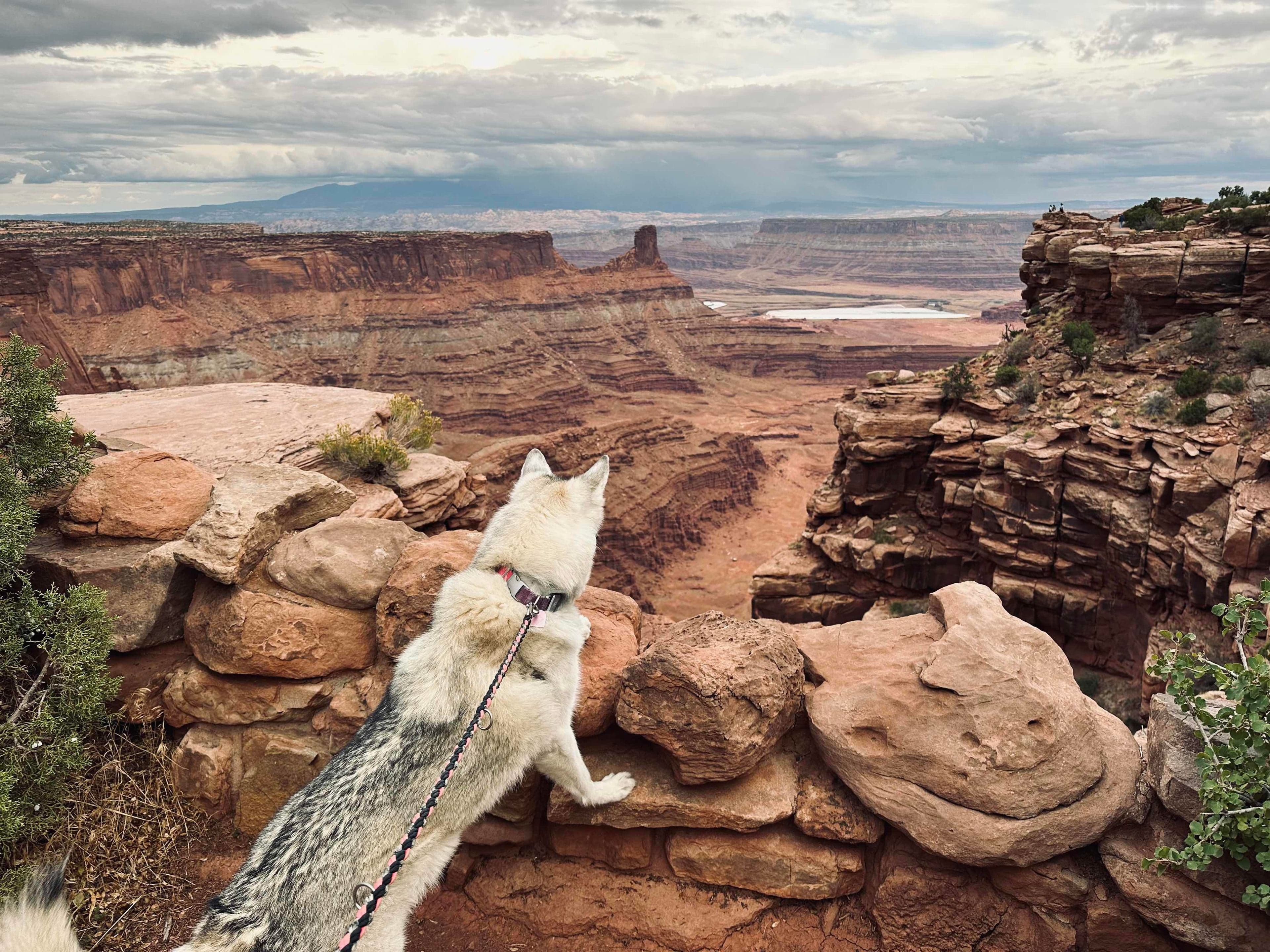 A gray wolfdog stands with front paws on a low sandstone wall, looking out over the red canyon at Dead Horse Point.