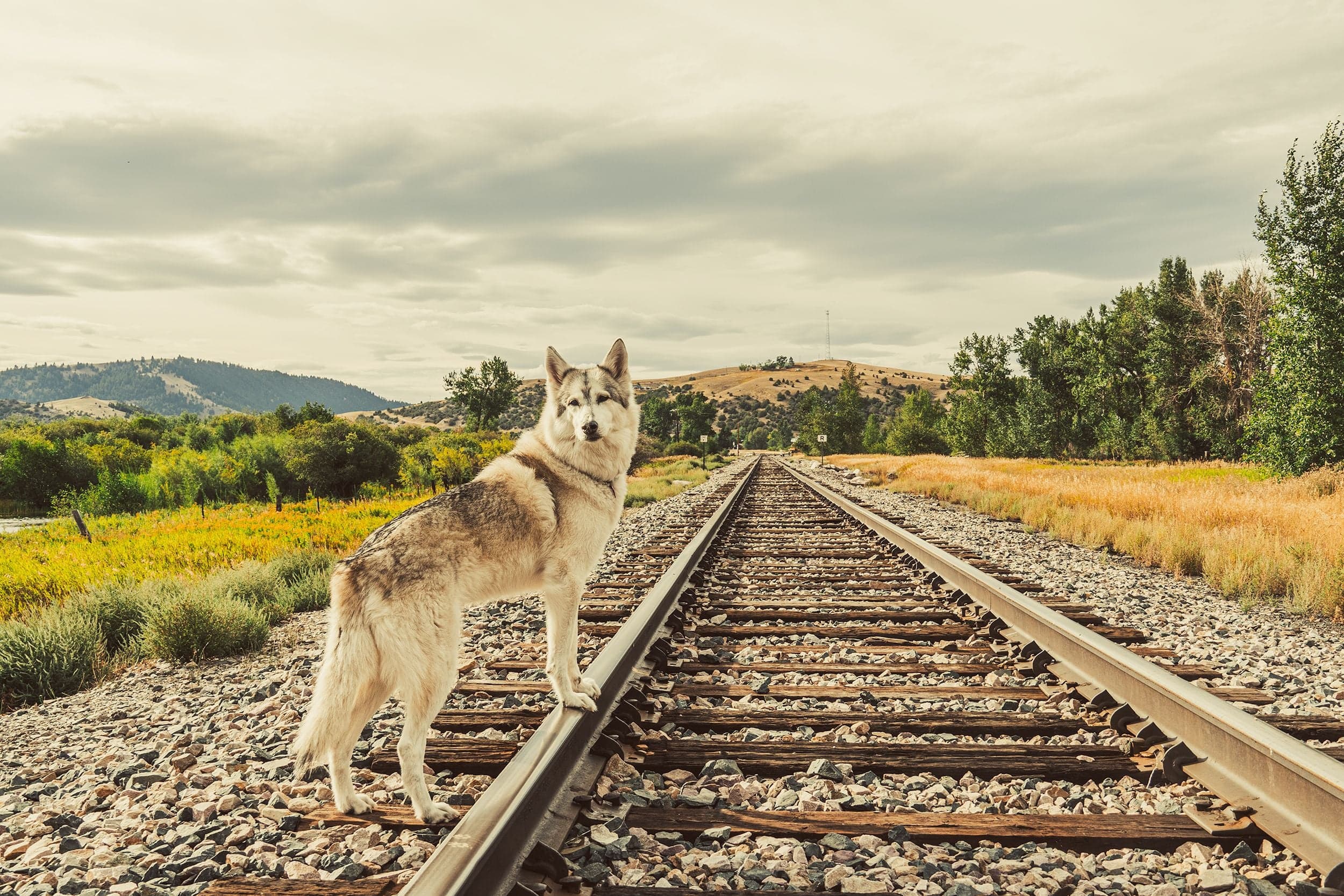 A gray wolfdog stands squarely on railroad tracks with the rails converging toward tree-lined hills under overcast sky.