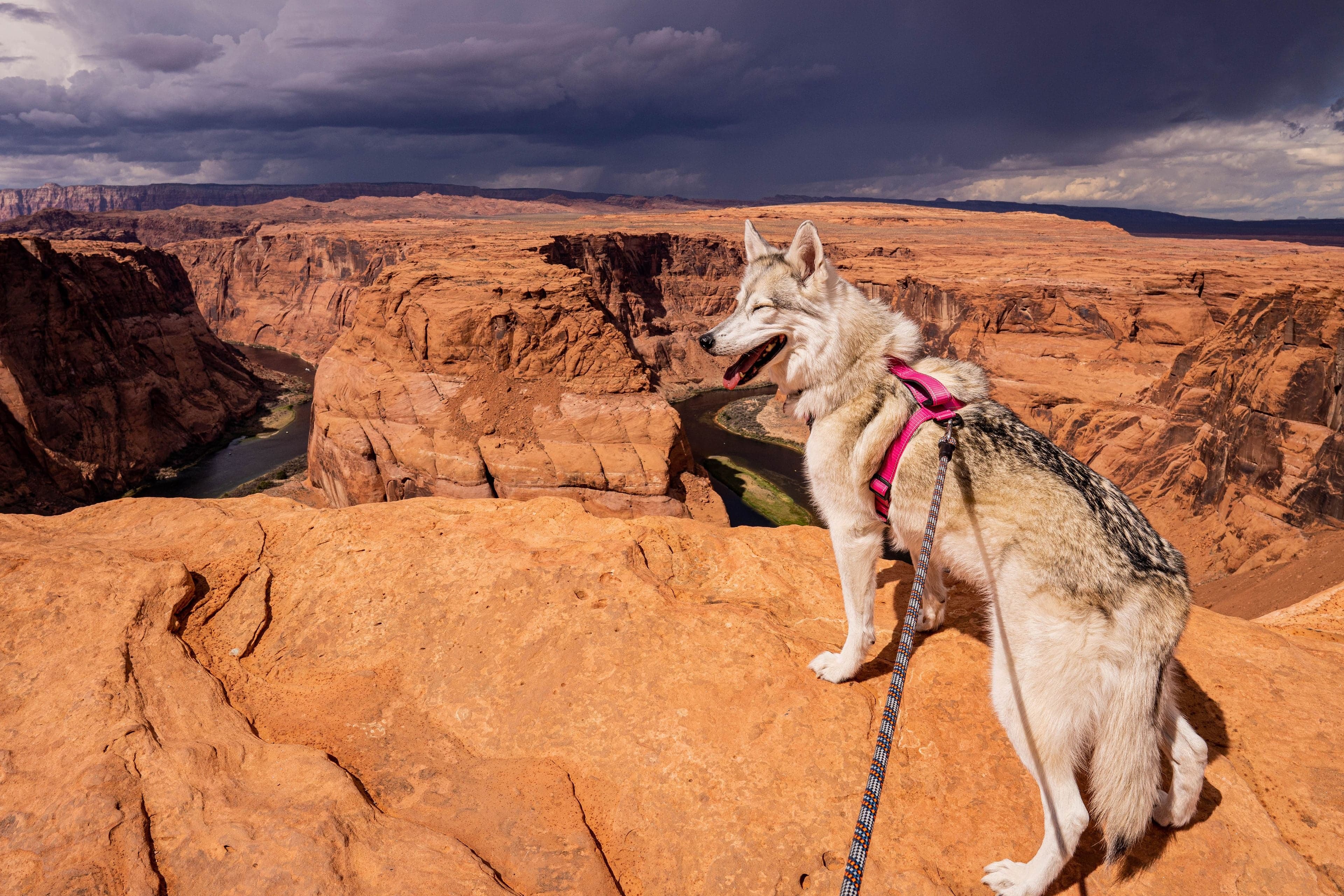 A gray wolfdog in a pink harness sits on orange sandstone at the rim of Horseshoe Bend as a storm builds over the Colorado River below.