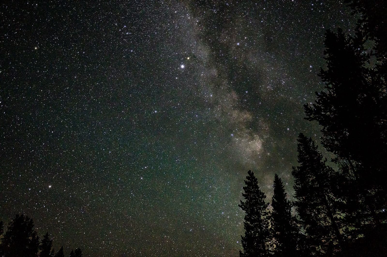 The Milky Way core rises diagonally through a star-filled sky above dark silhouetted pines at lower right.