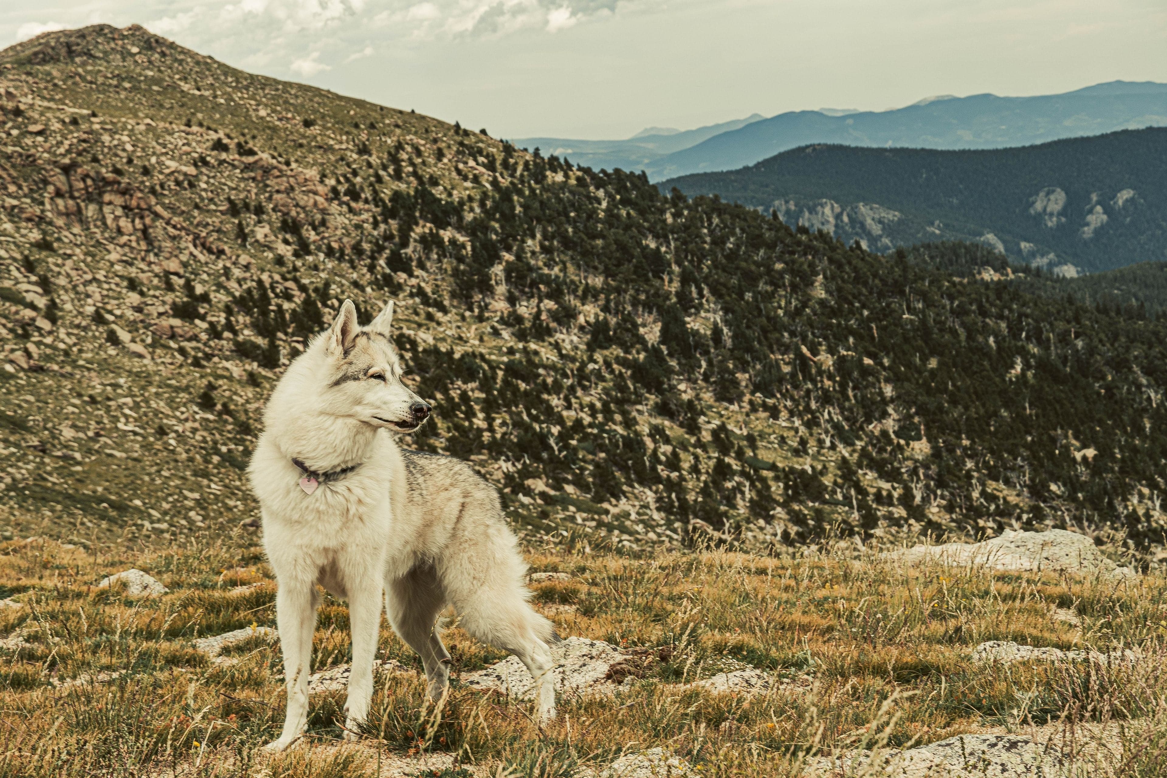 A gray wolfdog sits attentively in an open alpine meadow with rocky forested ridges extending to the horizon under cloud.