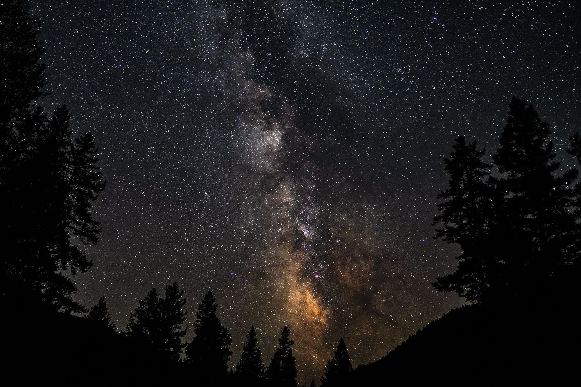 The Milky Way rises as a vertical pillar between silhouetted pines, a warm gold glow at the galactic center near the horizon.
