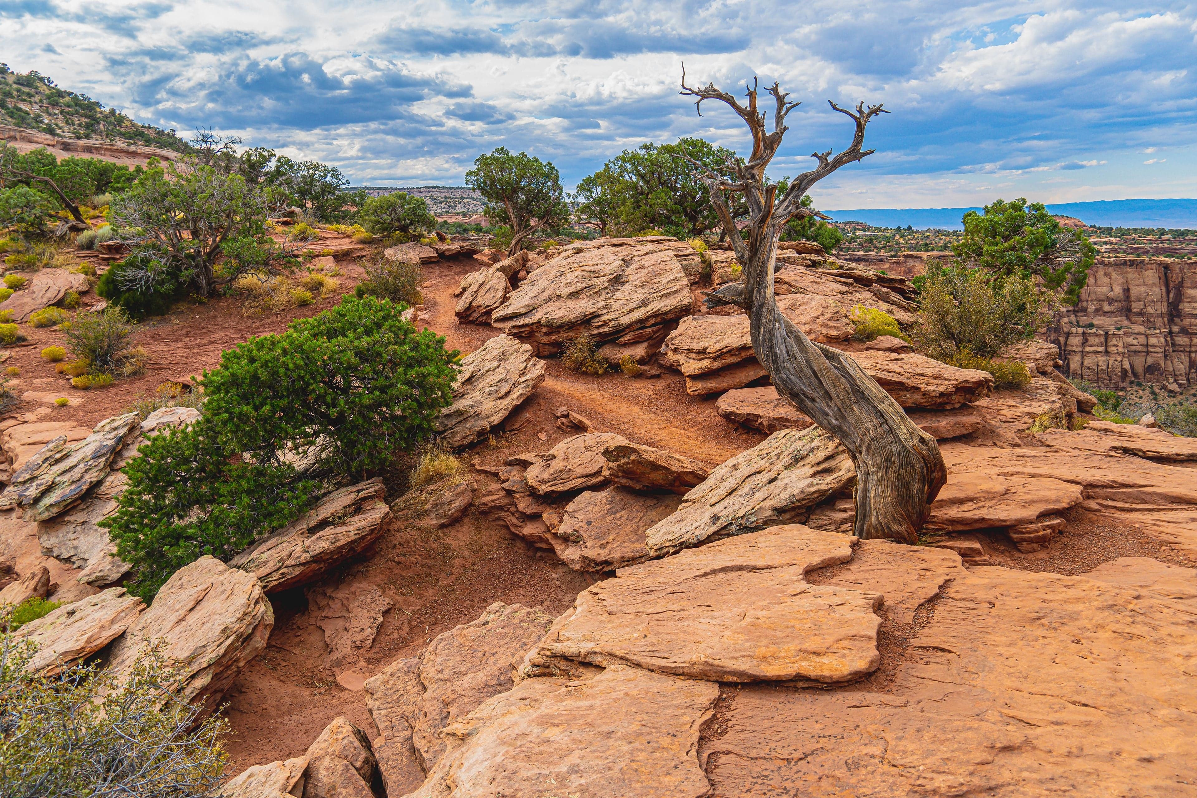 A weathered dead juniper clings to a red sandstone rimrock above a desert canyon under a stormy sky.