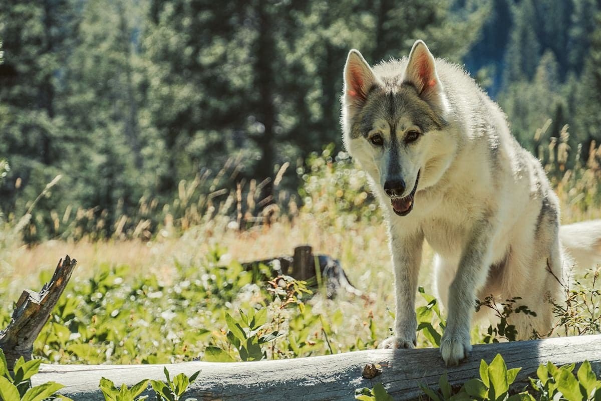 A gray wolfdog balances on a mossy fallen log in a sunny mountain meadow with conifers behind.