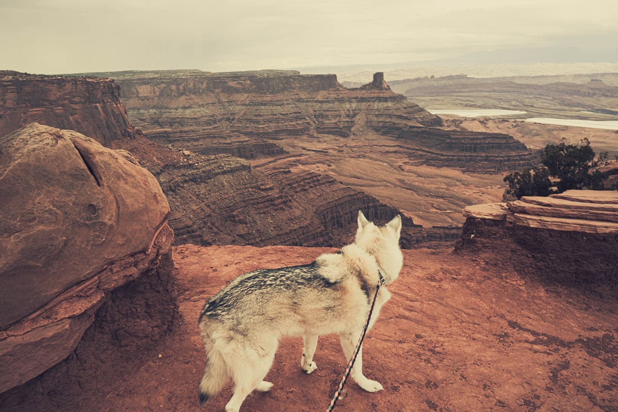 A bright panorama from Dead Horse Point of the vast canyon and Colorado River under blue sky with white cumulus.