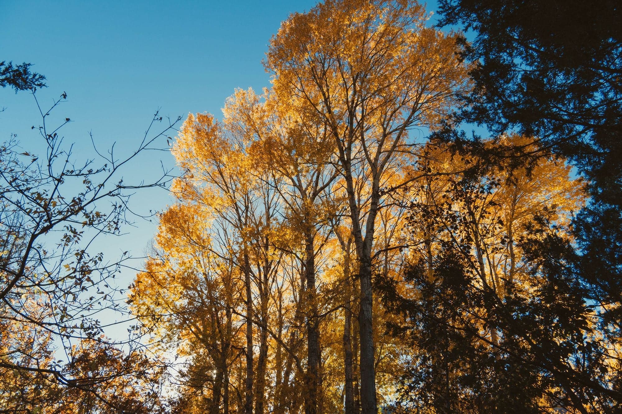 Looking up into tall golden cottonwood trees glowing with autumn color against a deep blue sky near Durango.