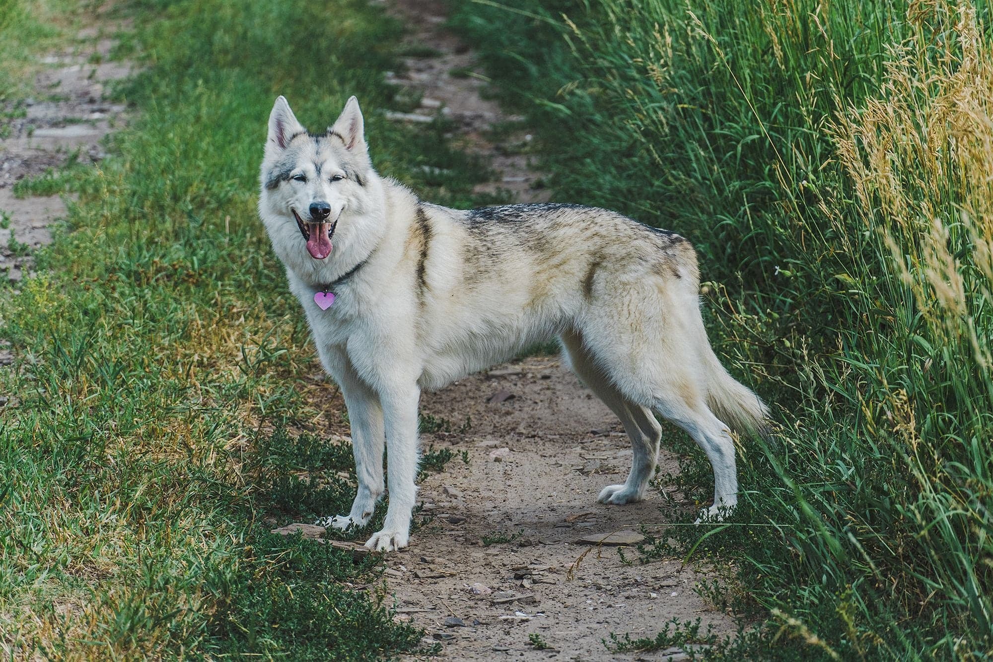 A gray wolfdog stands on a narrow dirt path between lush green grass, mouth open in a happy pant.