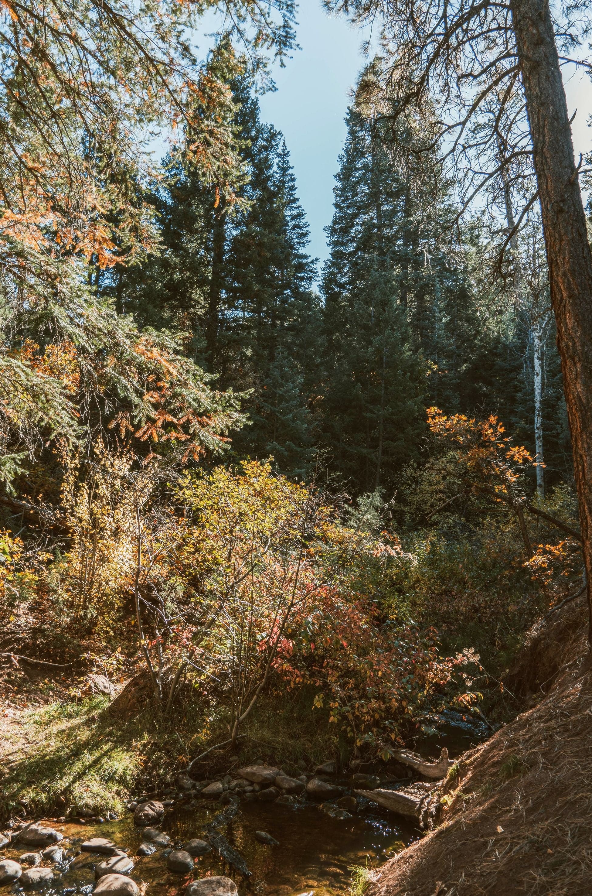 A shallow rocky creek meanders through a forest of conifers and autumn-colored shrubs near Durango.