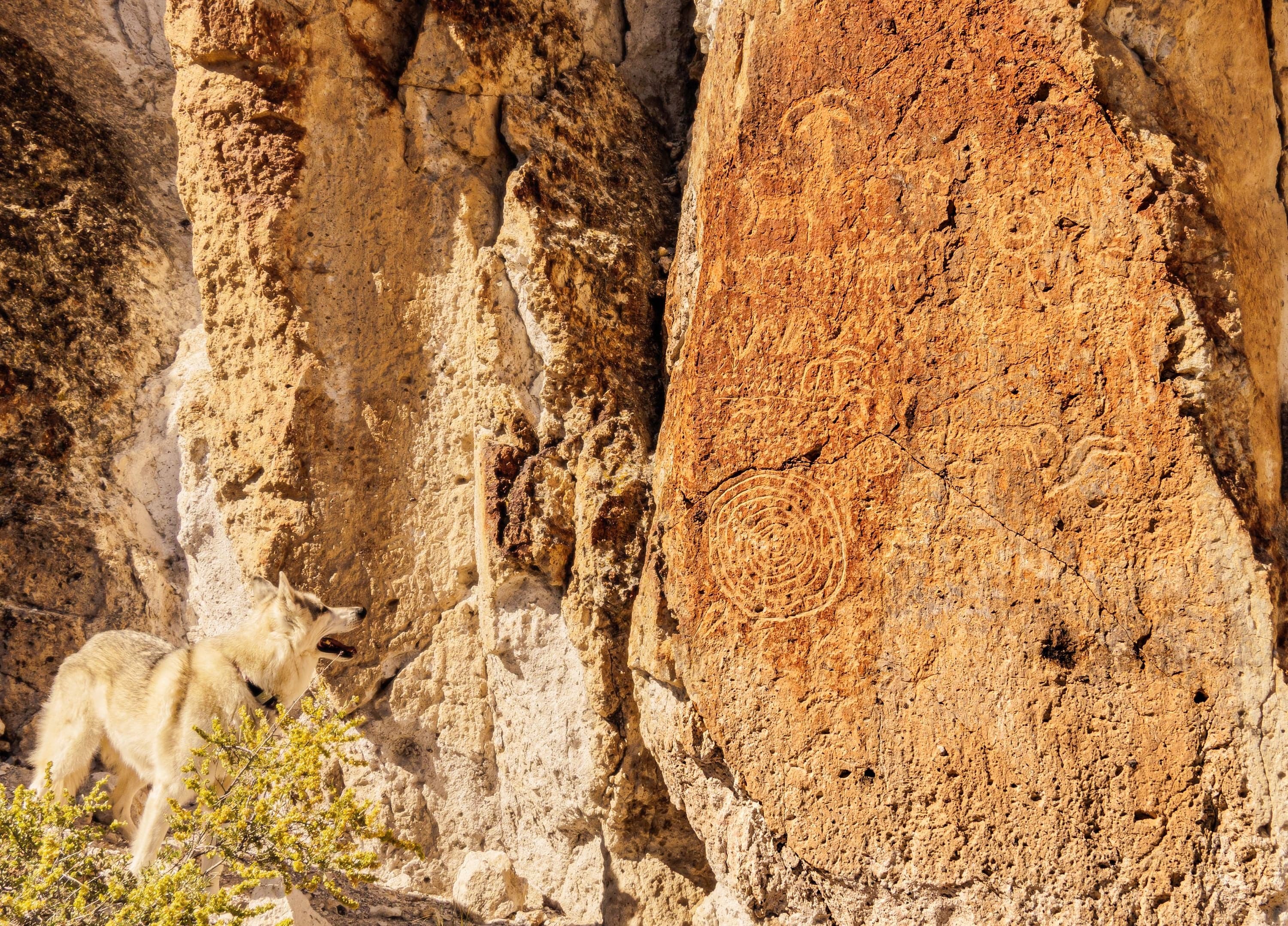 A gray and white wolfdog stands at the base of a sandstone wall covered with Fremont spiral petroglyphs in a narrow canyon.