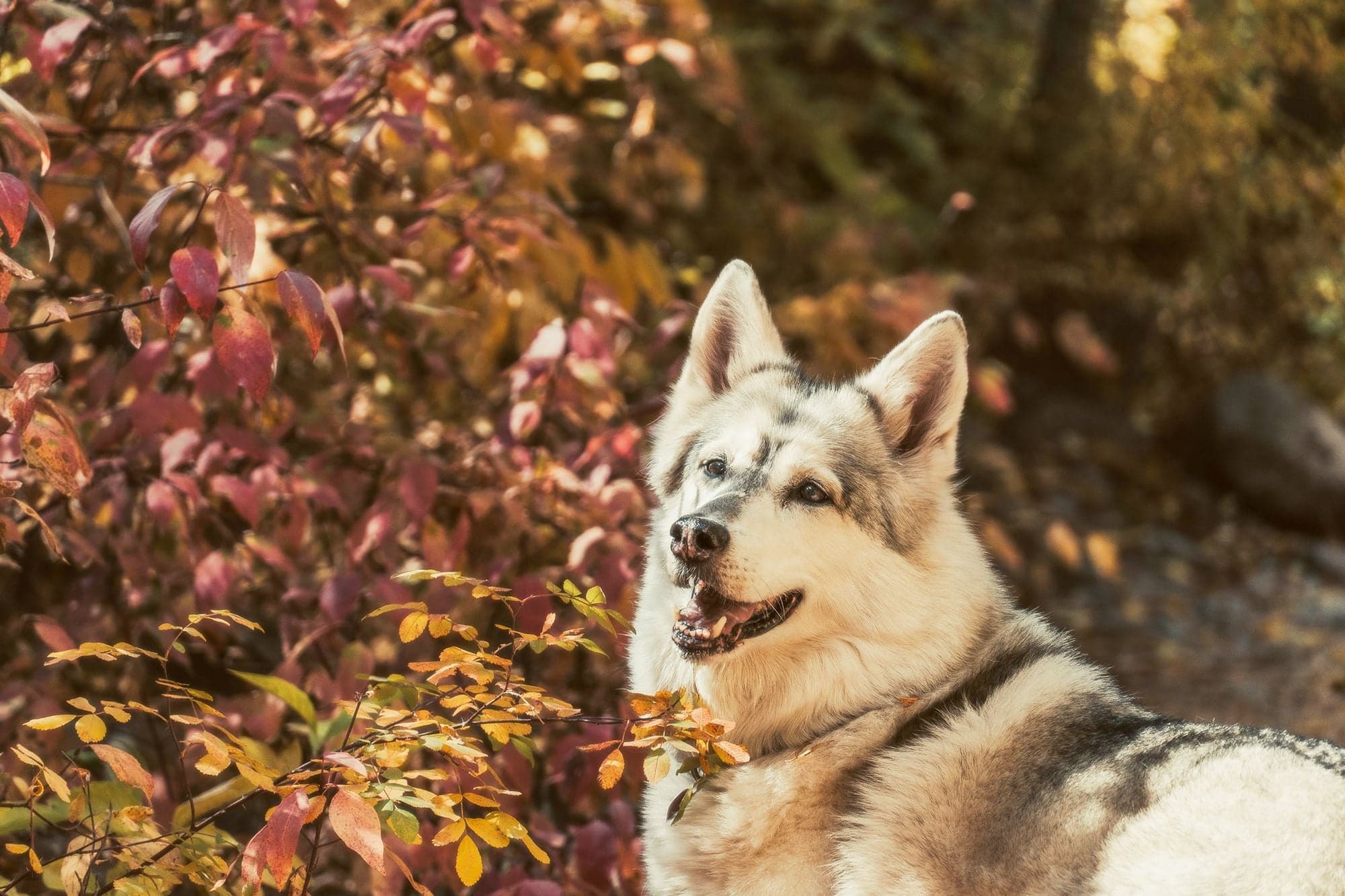 A gray wolfdog sits amid brilliant red and gold autumn foliage, looking upward against warm bokeh.