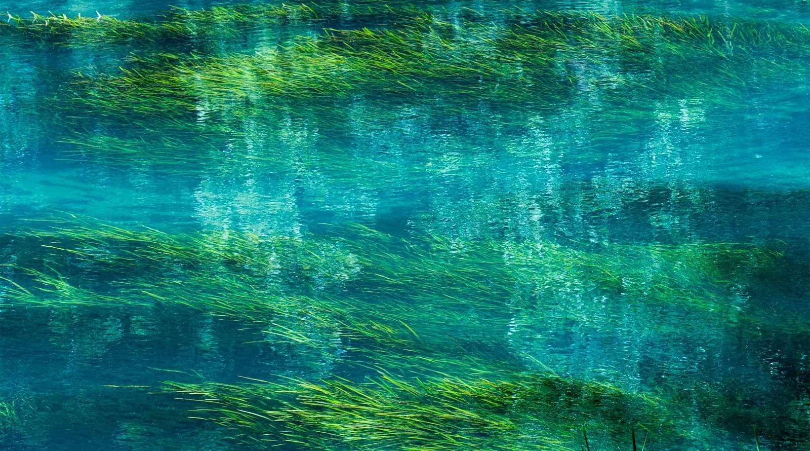 Vivid green aquatic grass sways beneath crystal-clear turquoise spring water, photographed from directly above.