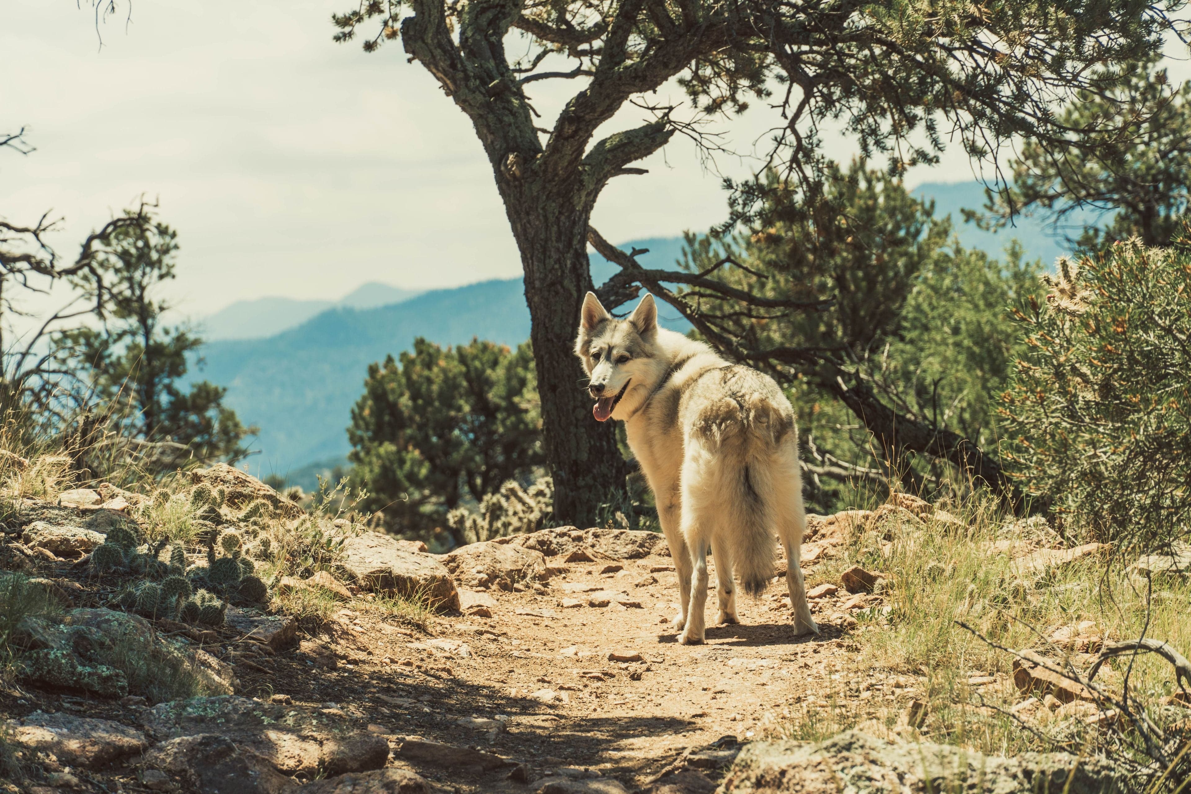 A gray wolfdog stands alert on a rocky mountain trail beside a gnarled pine with hazy blue ridges in the distance.