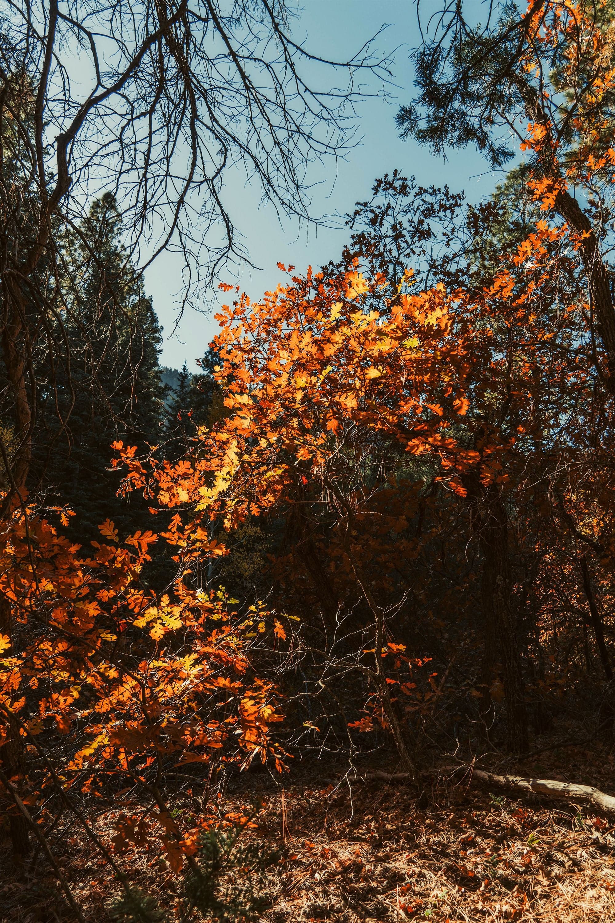 A small tree blazing with vivid orange autumn leaves fills the frame, backlit by a clear blue sky.