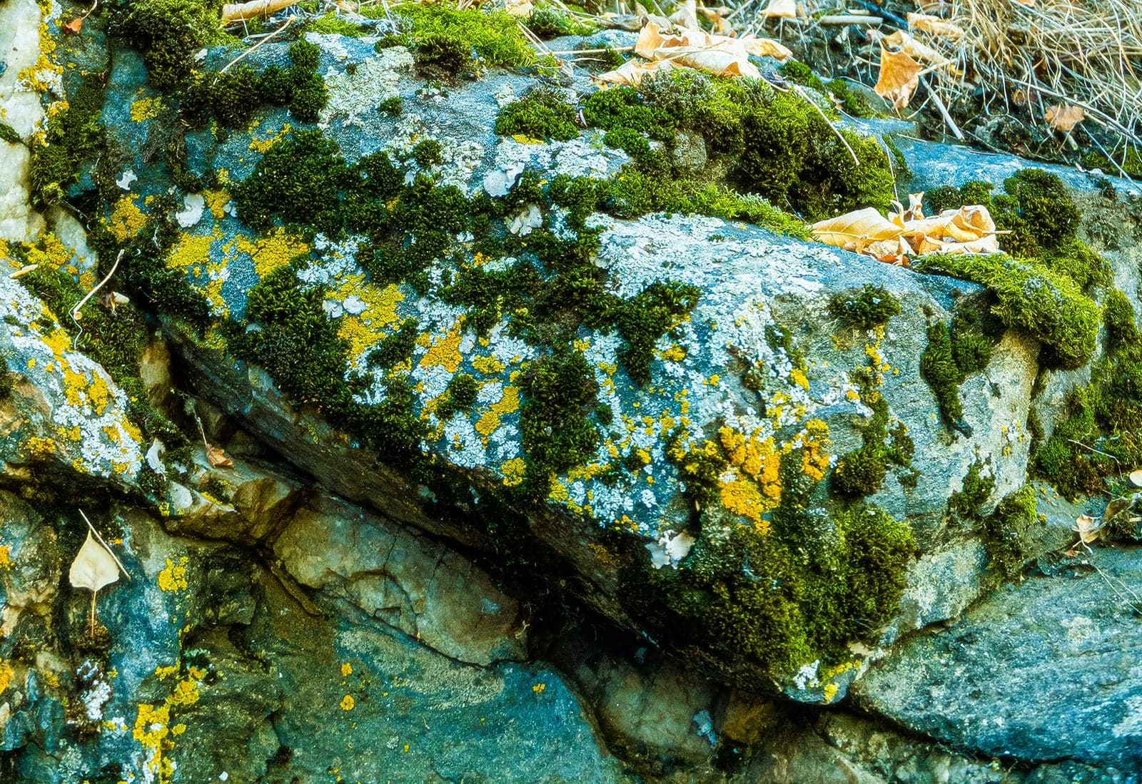 A close-up of a rock densely covered with green moss and yellow-orange lichen over a gray stone base with fallen leaves.