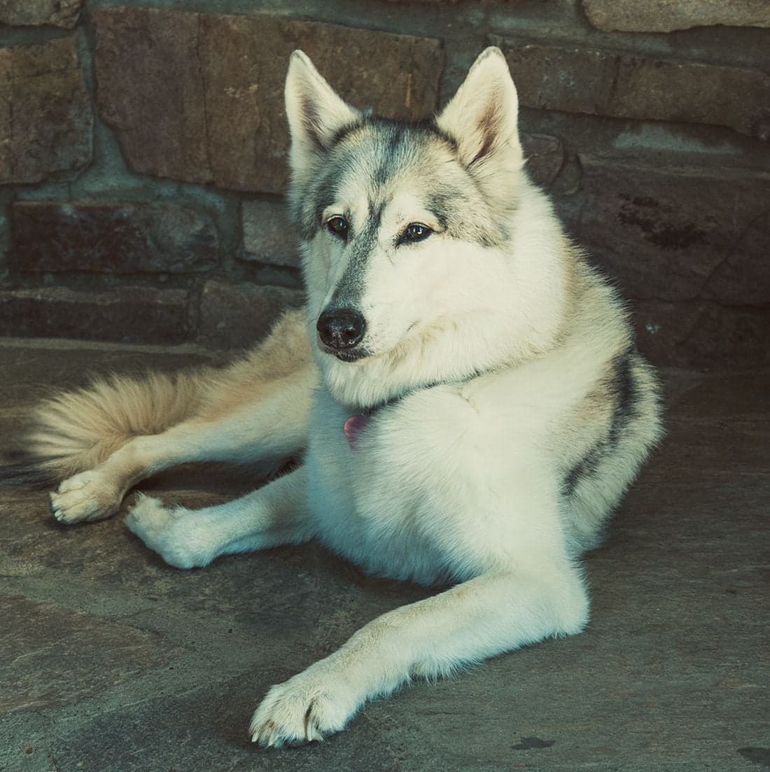 A close-up portrait of a gray wolfdog lying against a stone wall, gazing into the camera with pale eyes.
