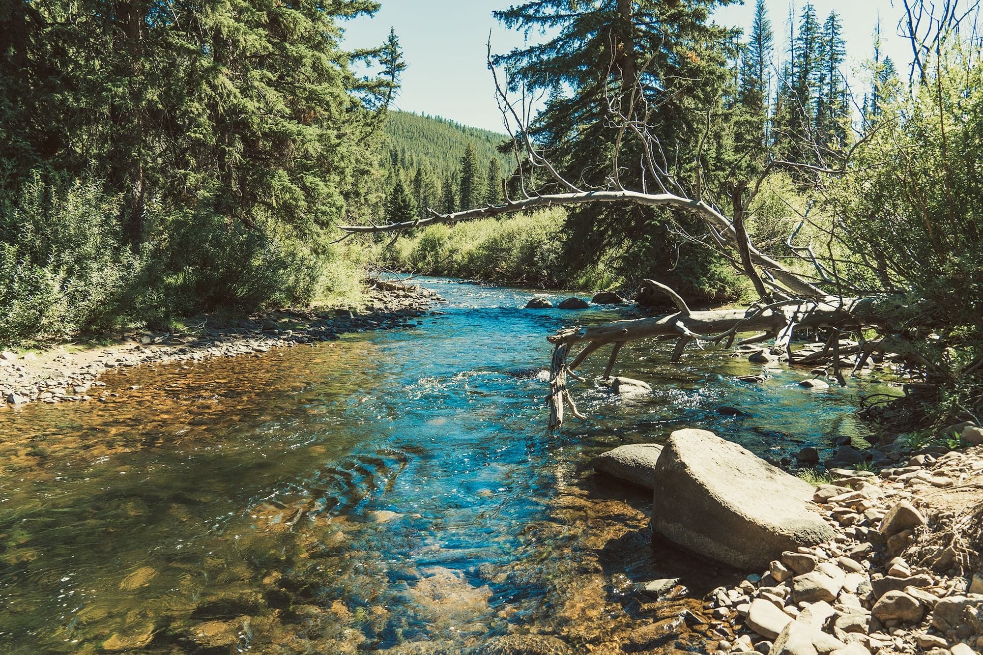 A clear turquoise creek flows over a rocky bed through dense pine forest under blue sky, a fallen log crossing overhead.