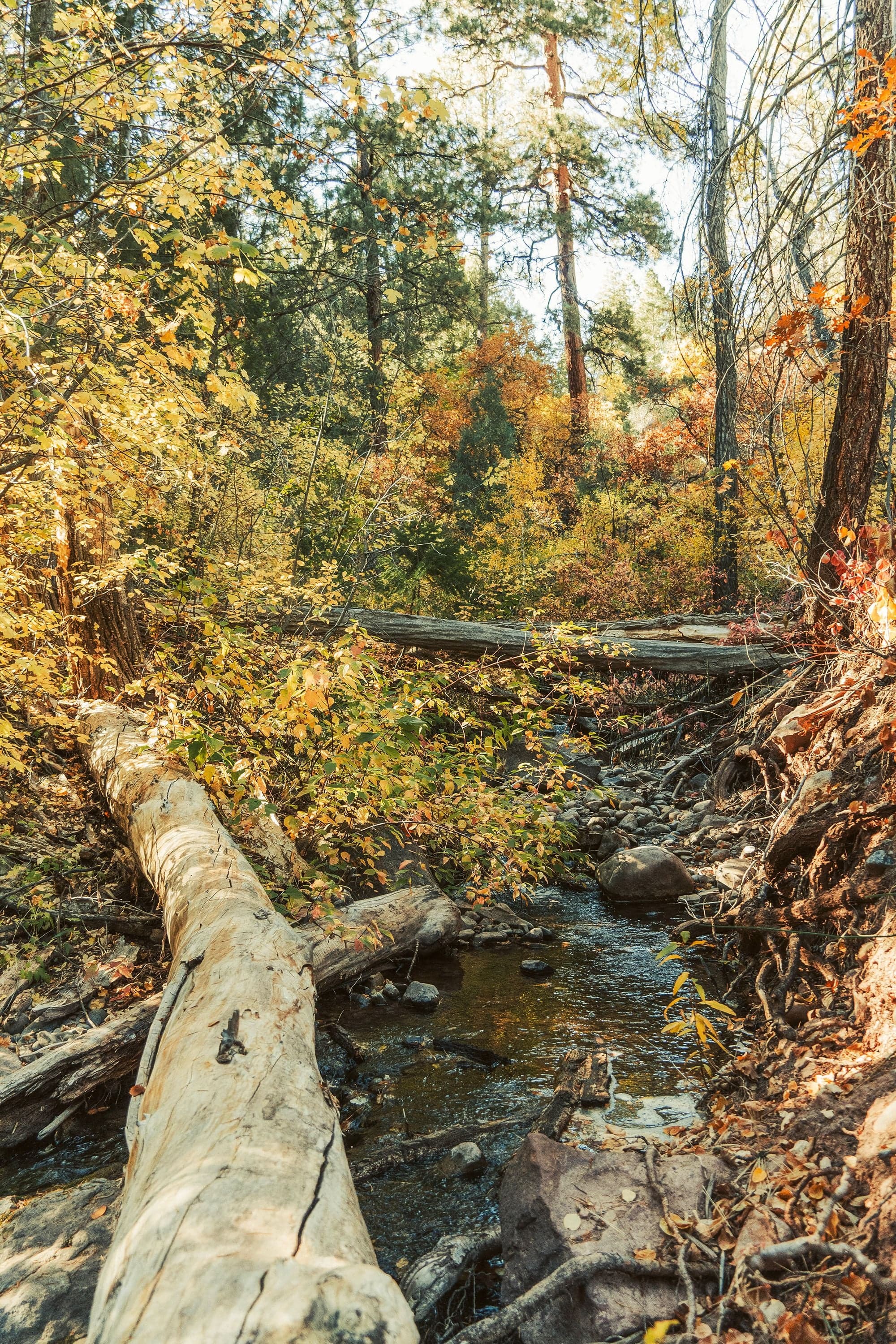 A large pale fallen log stretches across a small autumn stream lined with yellow and orange leaves.