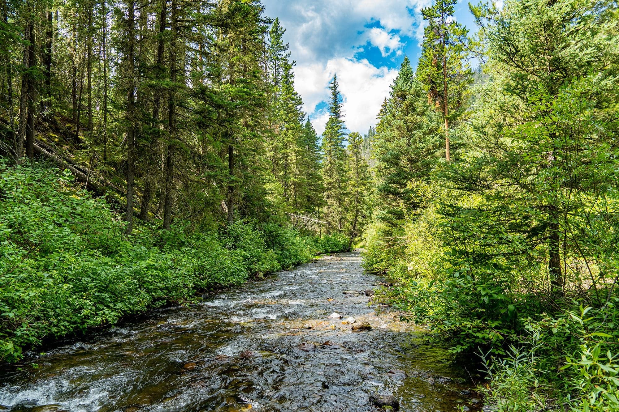 A clear fast mountain stream flows over mossy rocks through a corridor of tall conifers under a partly cloudy sky.